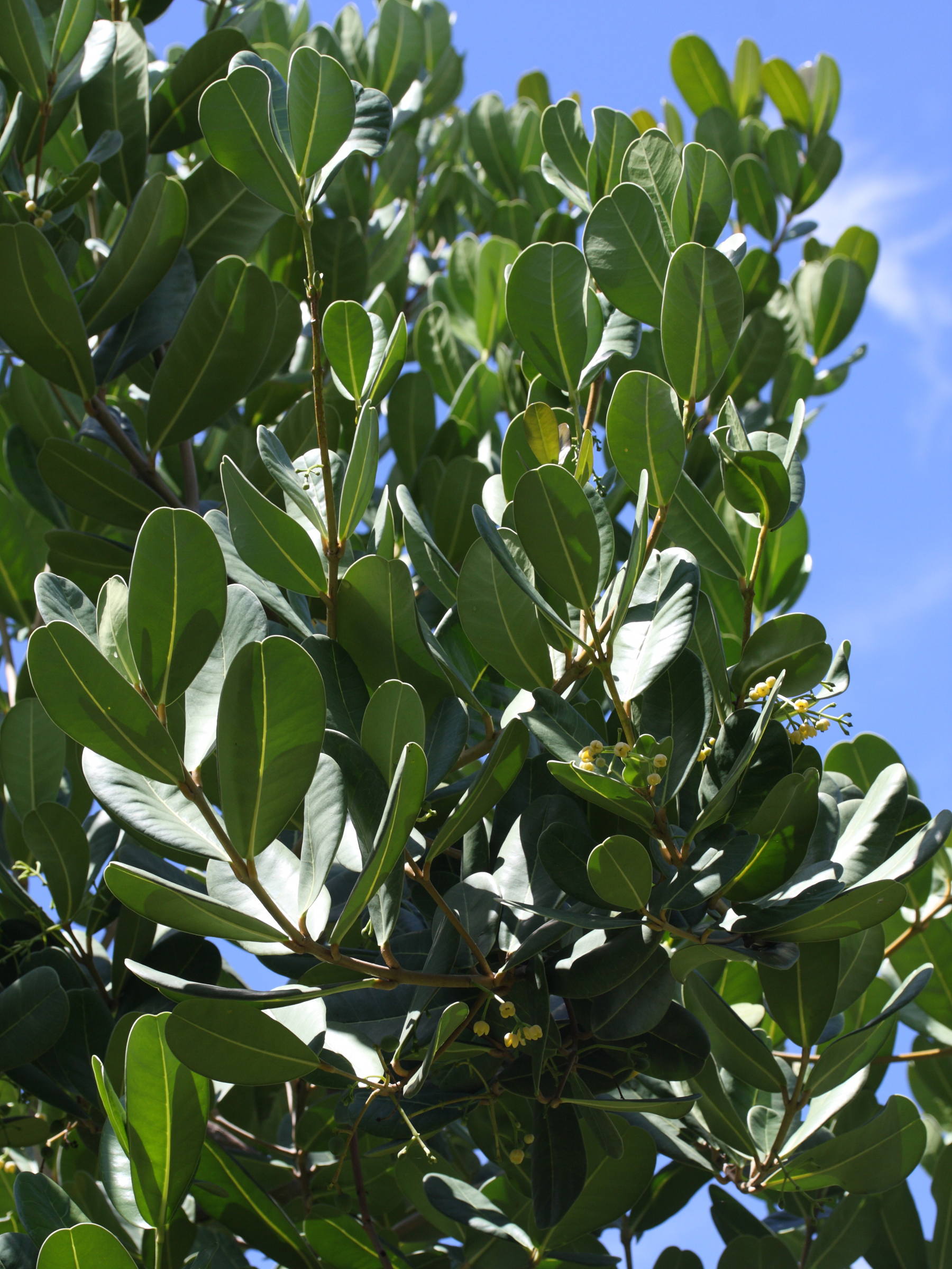 noronhia_emarginata4md