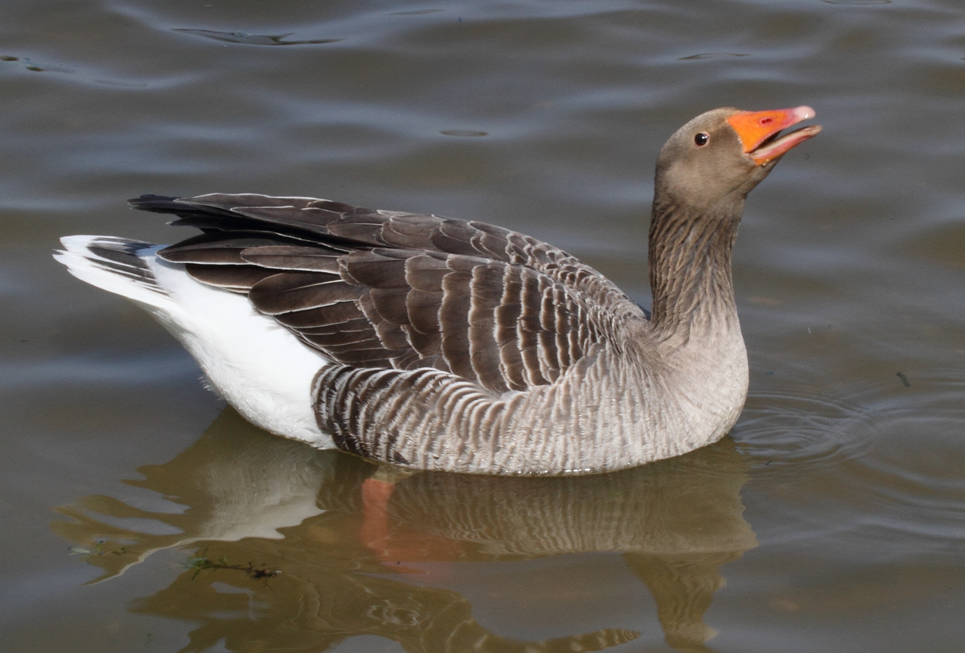 oie_cendree_-_anser_anser2abd