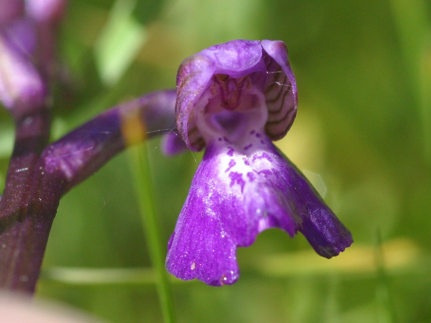 orchis_morio_morio3bd