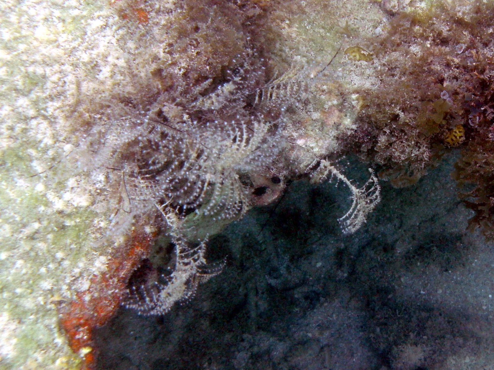 pennaria_disticha1bd