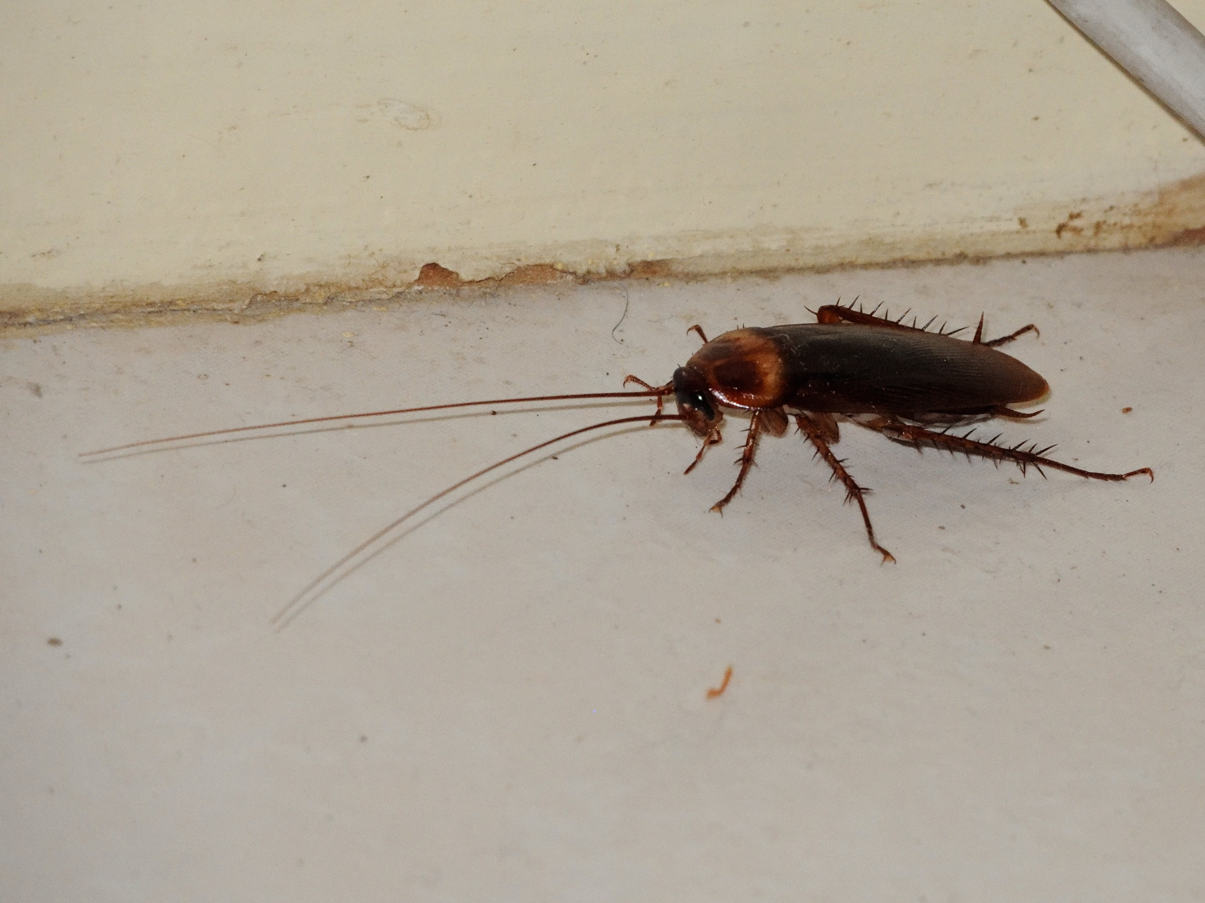 periplaneta_americana4md