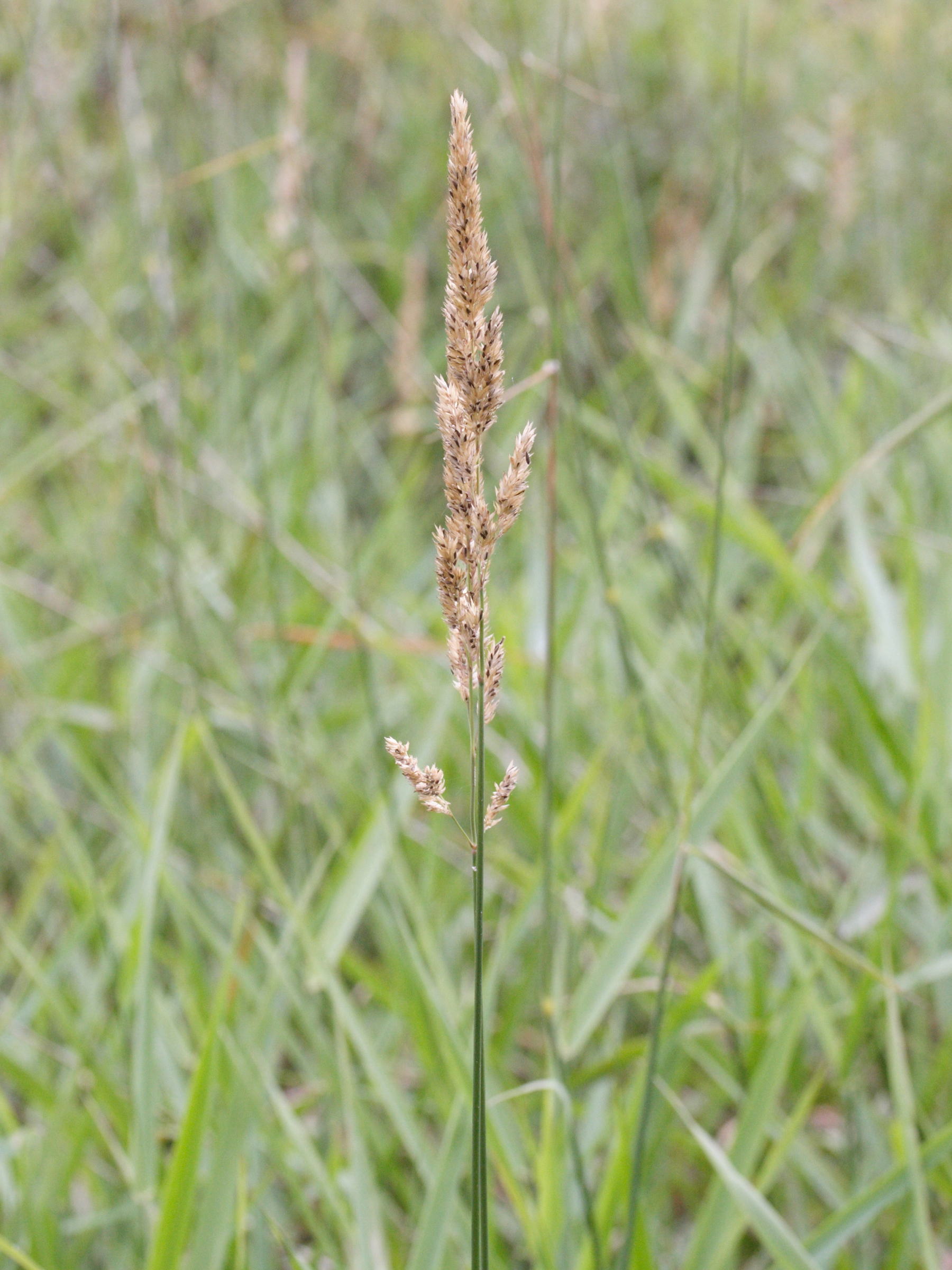 phalaris_arundinacea2md