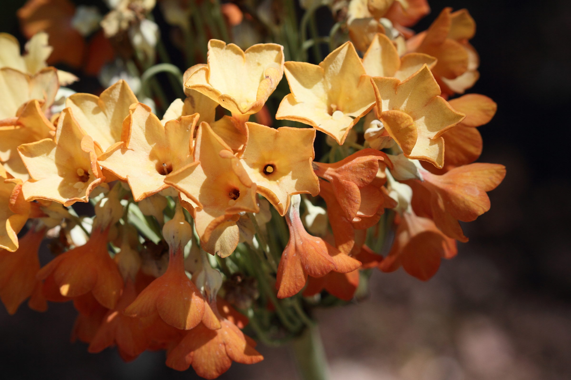 primula_florindae3bd