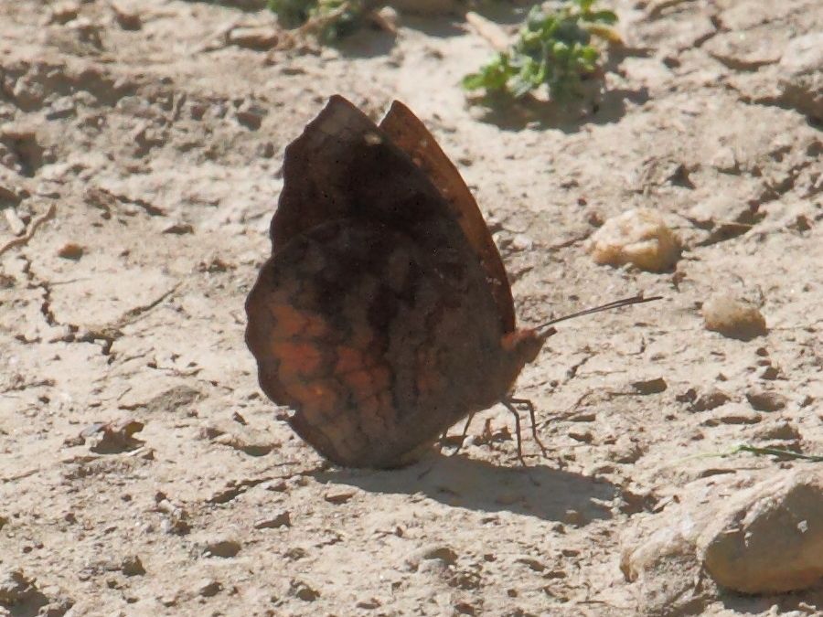 pseudergolis_wedah1bd