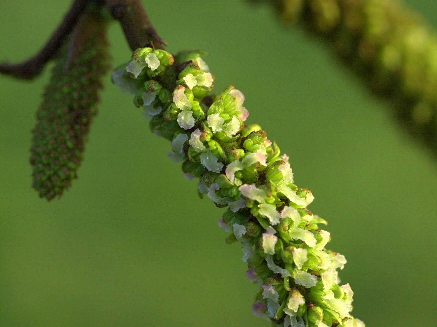 pterocarya_fraxinifolia4md