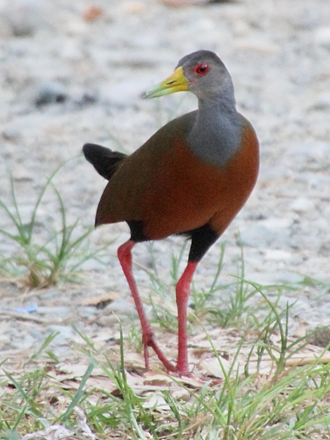 rale_de_cayenne_-_aramides_cajeanus3md