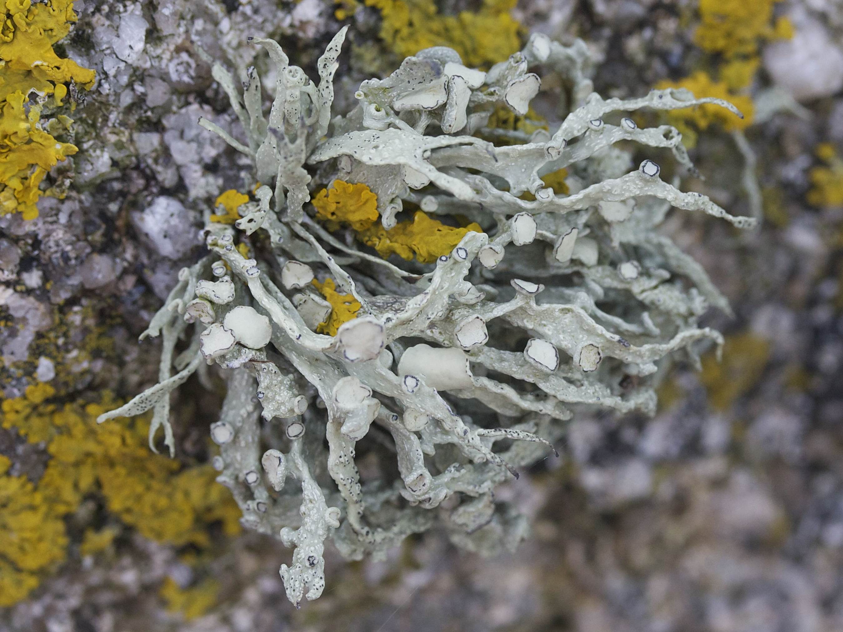 ramalina_siliquosa2md