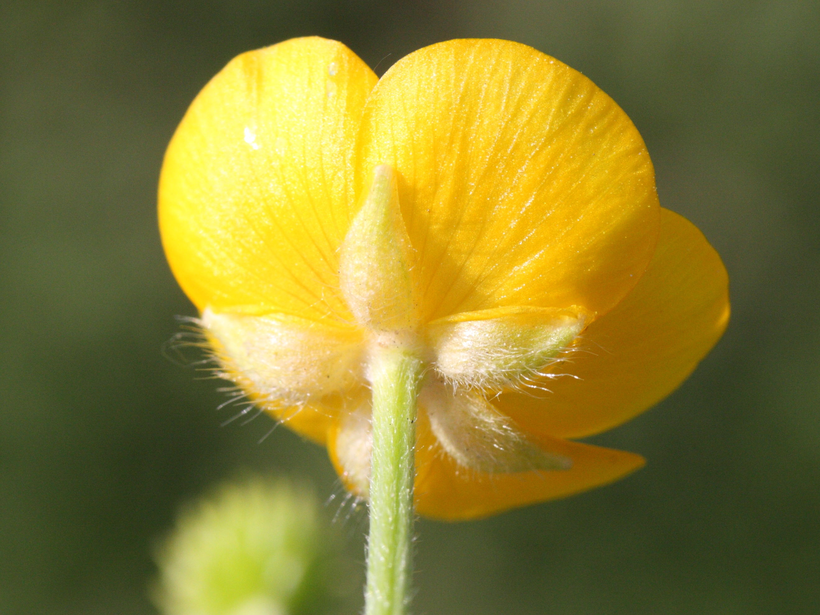 Afficher le média ranunculus_repens2md ranunculus_repens2md