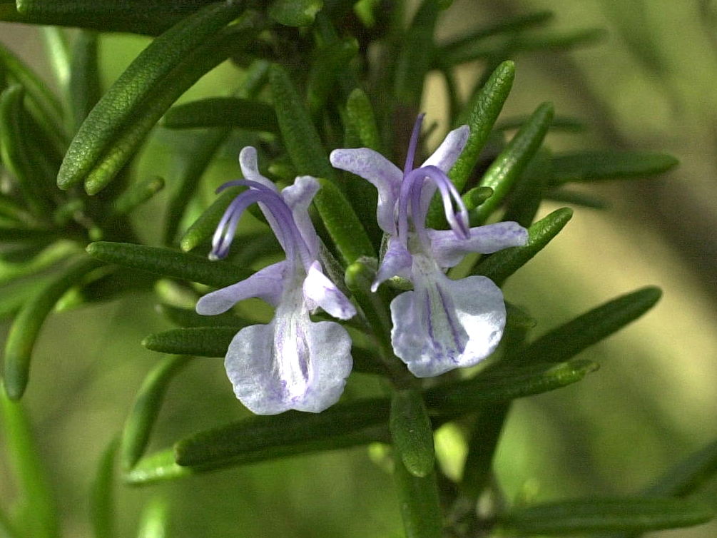 rosmarinus_officinalis3amd