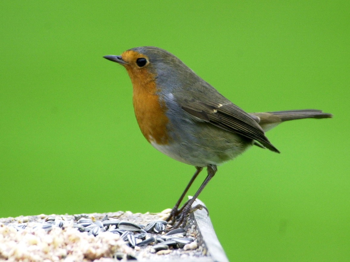 rougegorge_familier_-_erithacus_rubecula4md