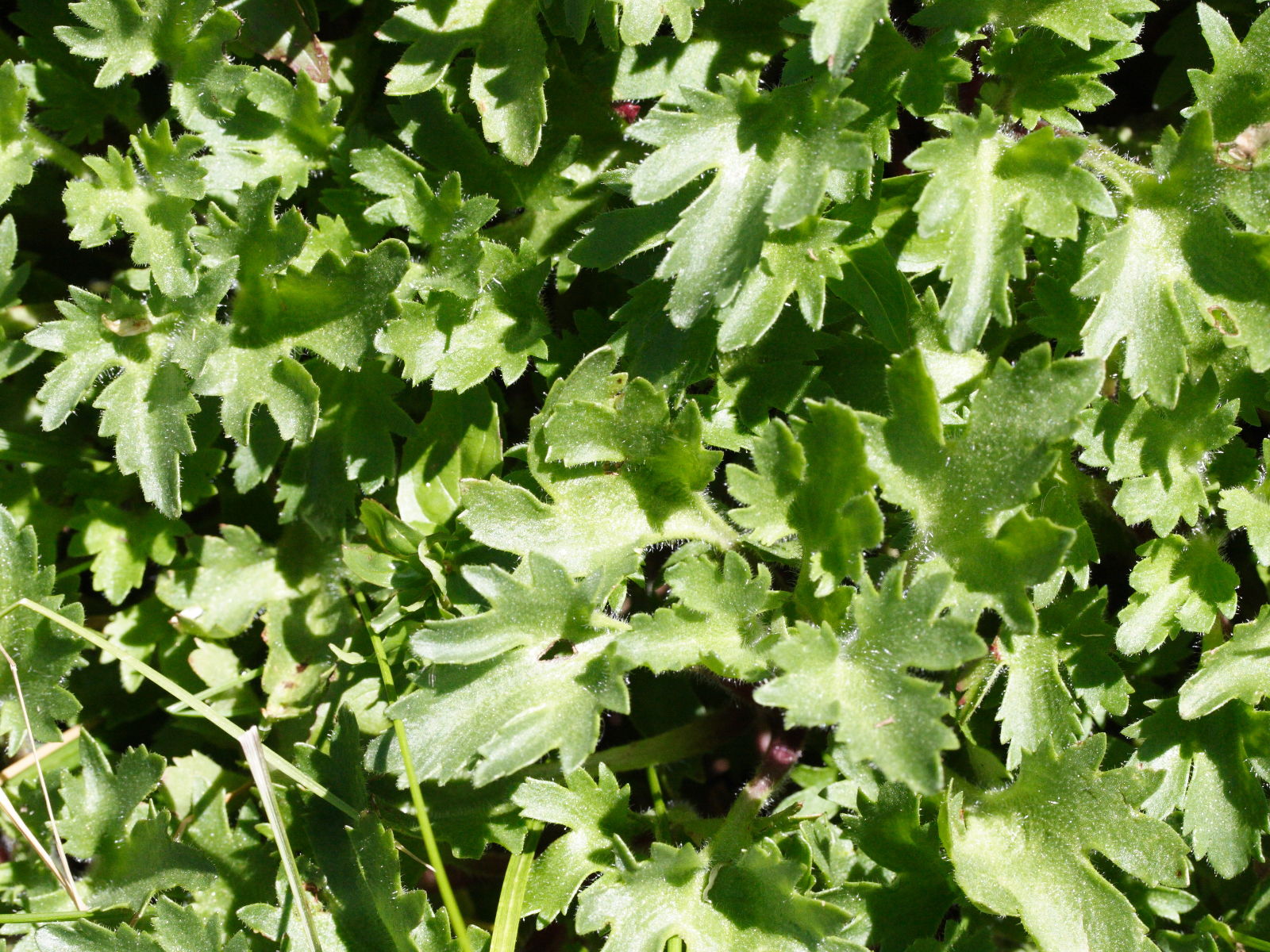 saxifraga_aquatica3md