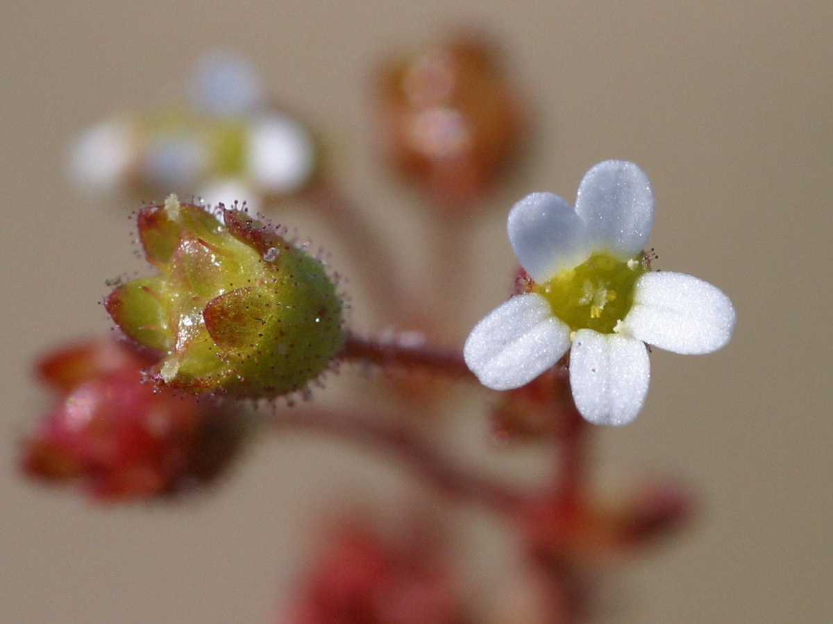 saxifraga_tridactylites4md