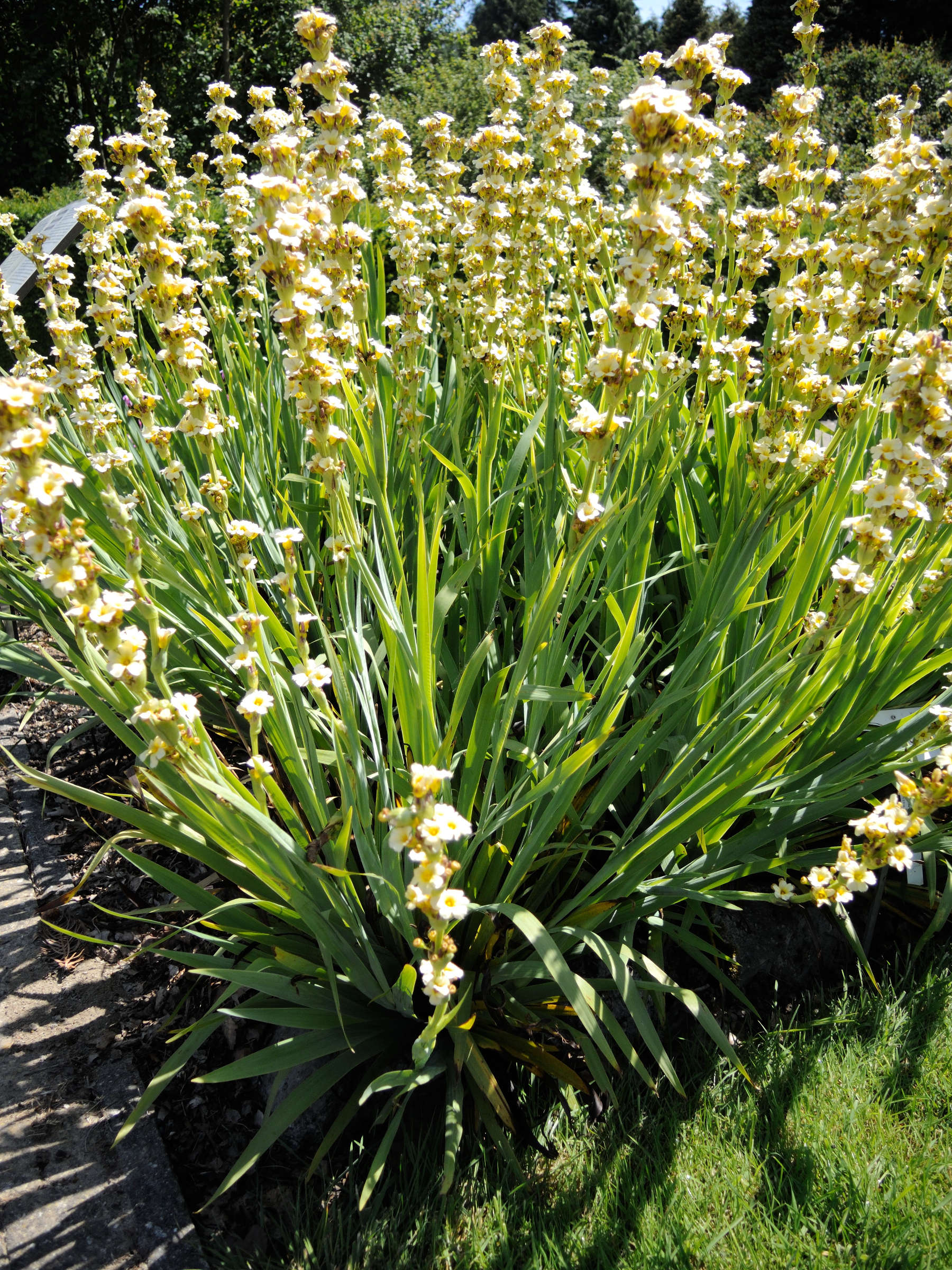 sisyrinchium_striatum1md