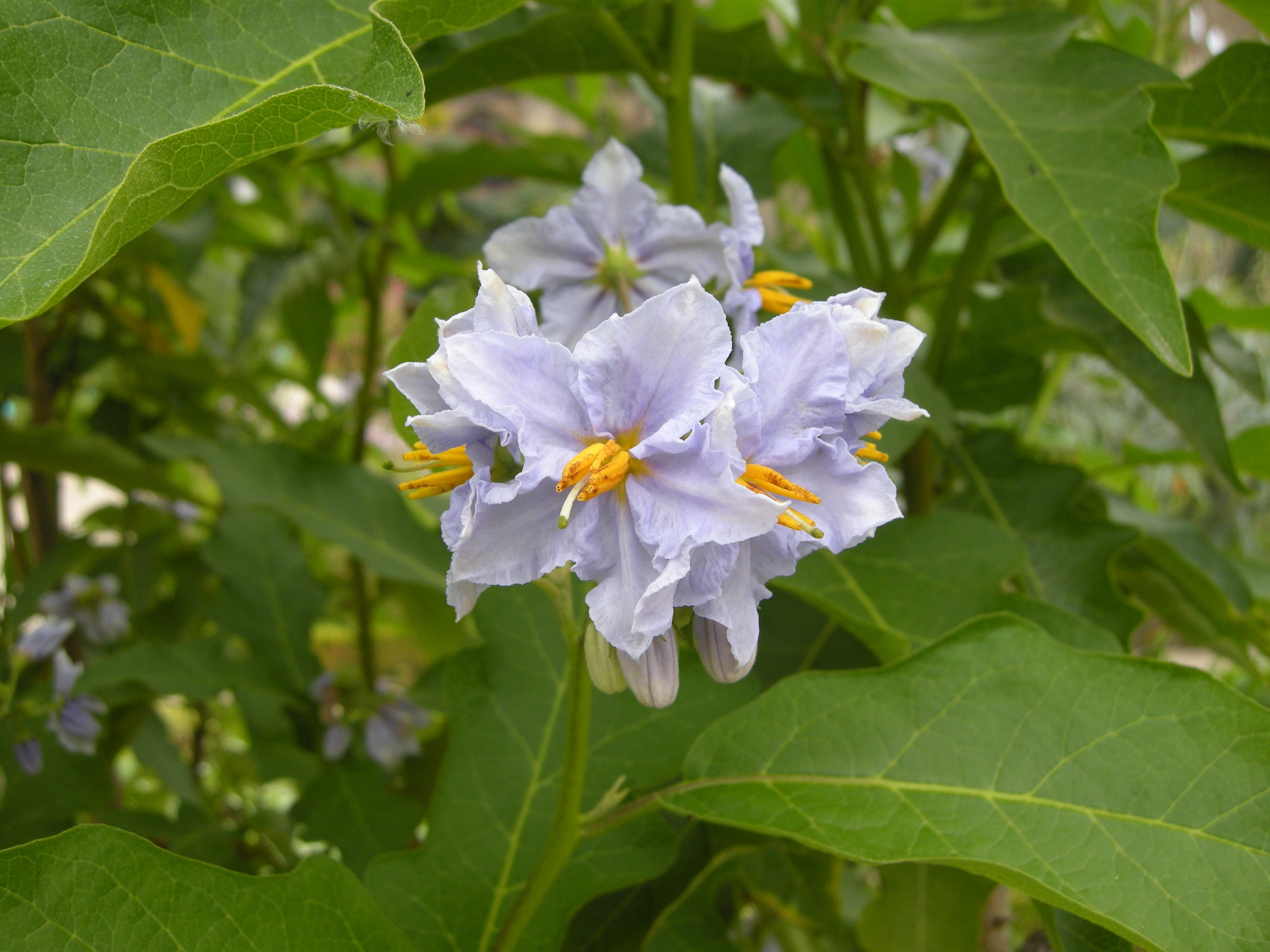 solanum_bonariense2bd