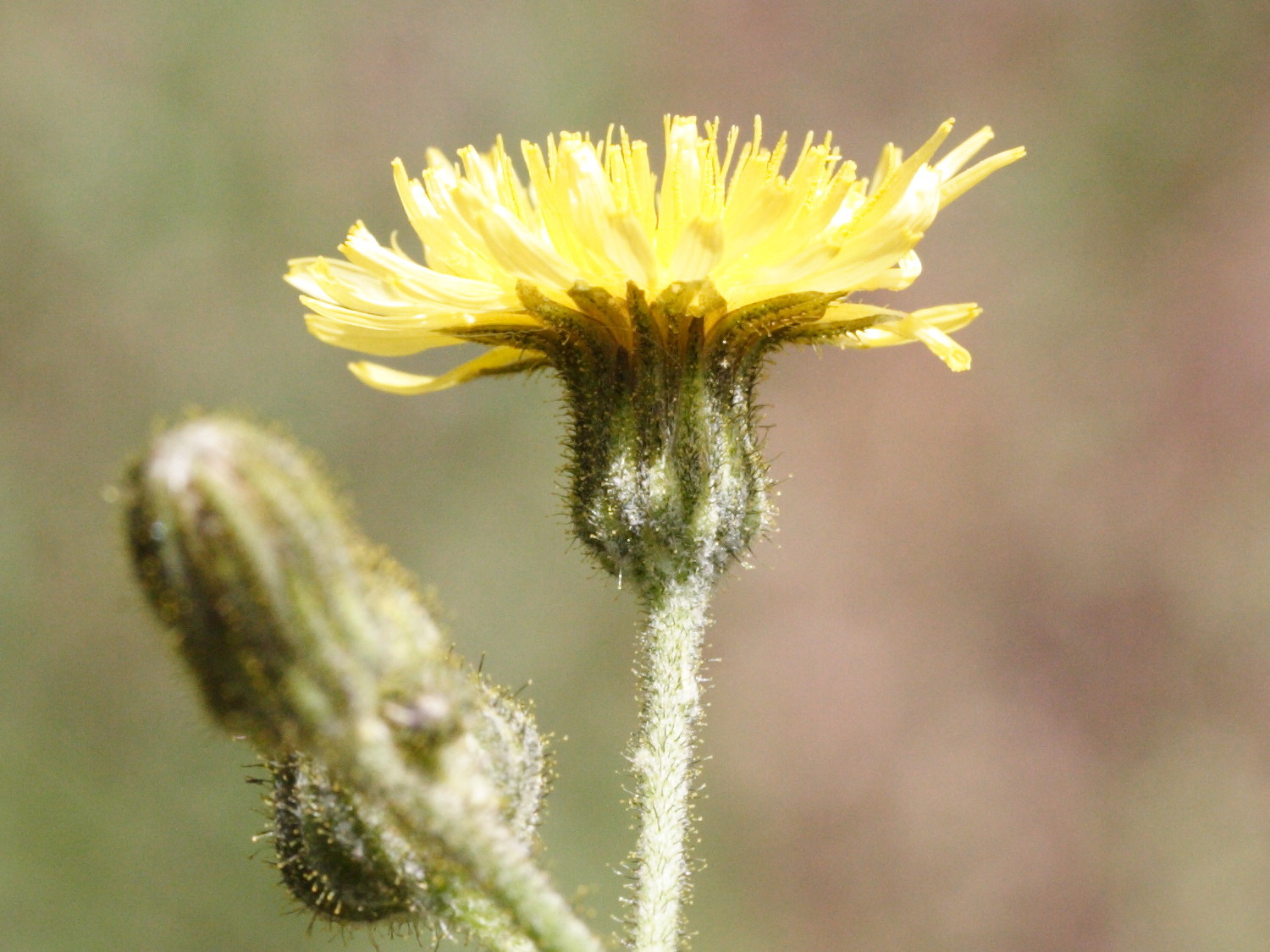 sonchus_palustris4md