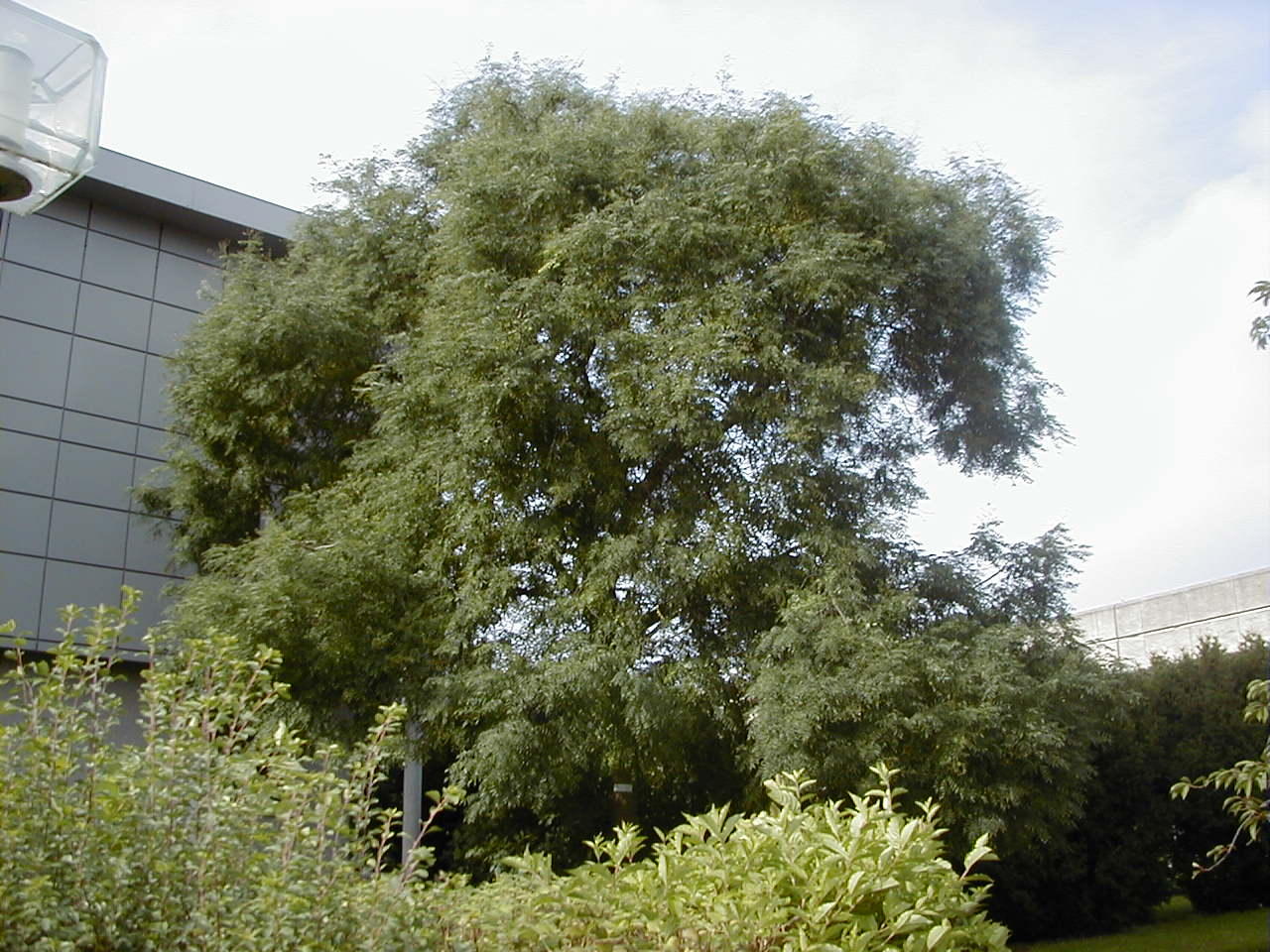 Afficher le média sophora_japonica2md sophora_japonica2md