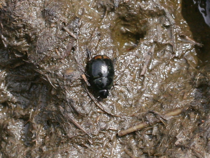 sphaeridium_scarabaeoides1md