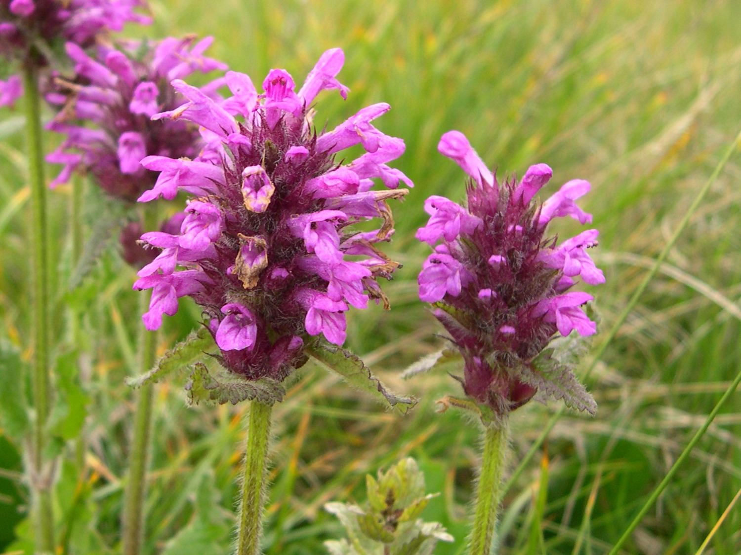 stachys_pradica4md