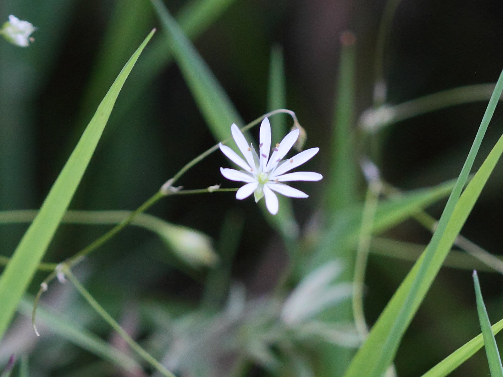 Afficher le média stellaria_graminea3md stellaria_graminea3md