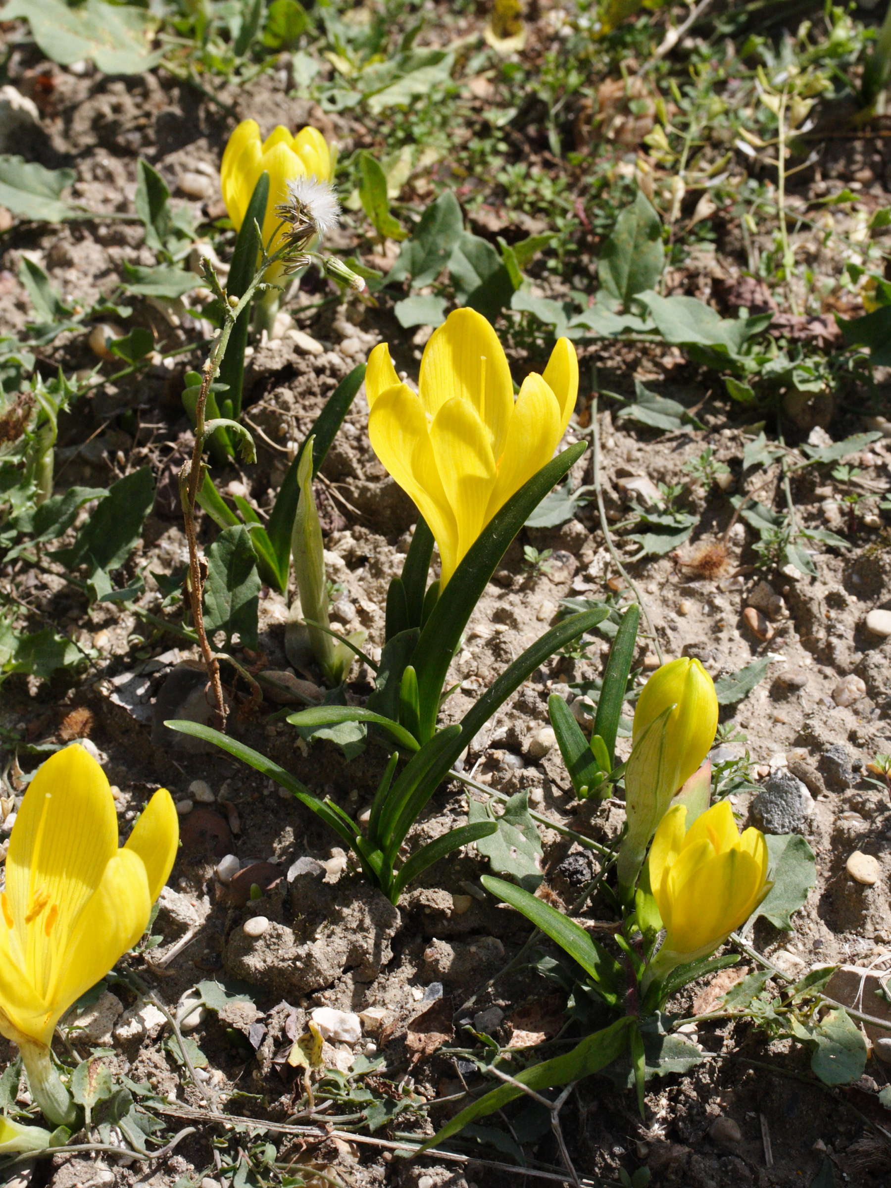 sternbergia_lutea1md