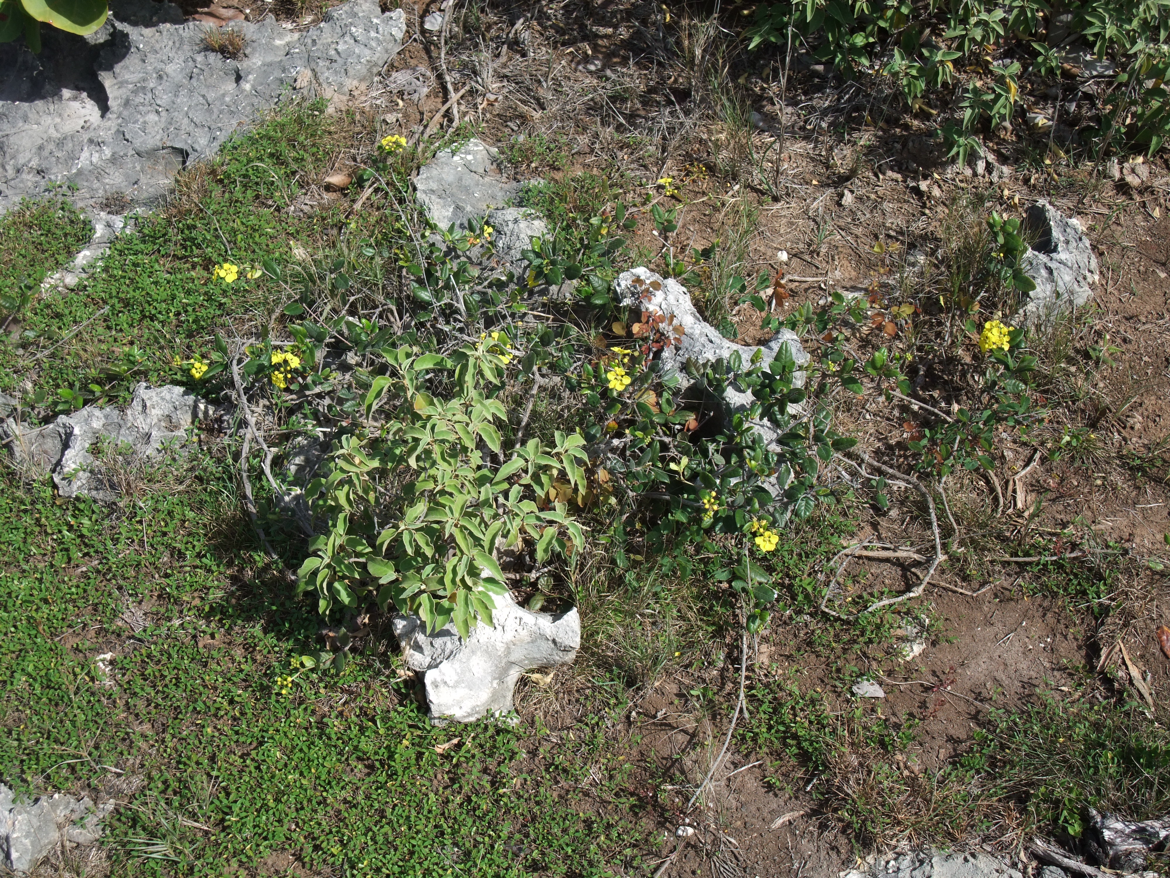 stigmaphyllon_diversifolium1sd