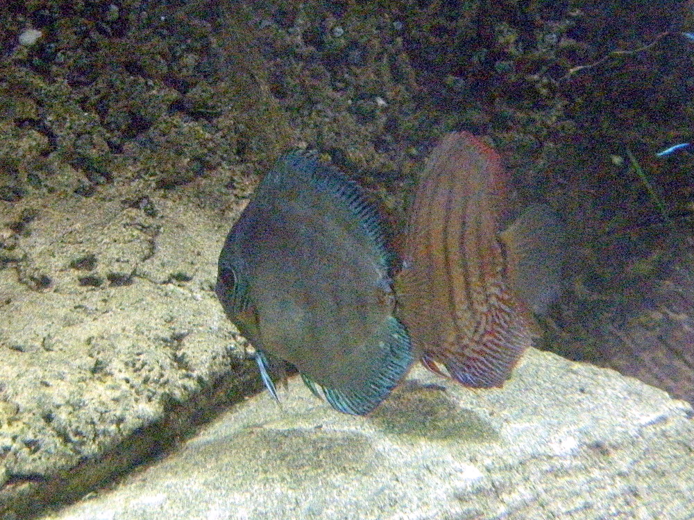 Afficher le média symphysodon_aequifasciatus1bd symphysodon_aequifasciatus1bd