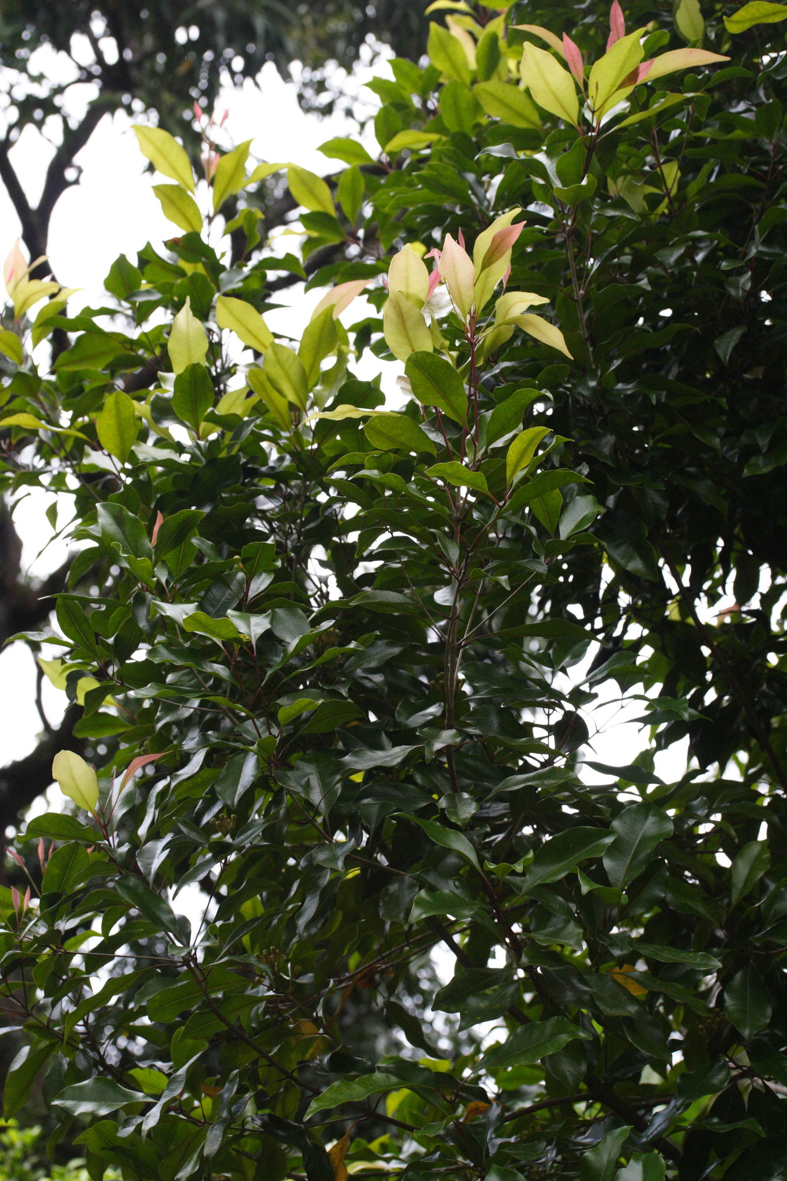 syzygium_aromaticum2md