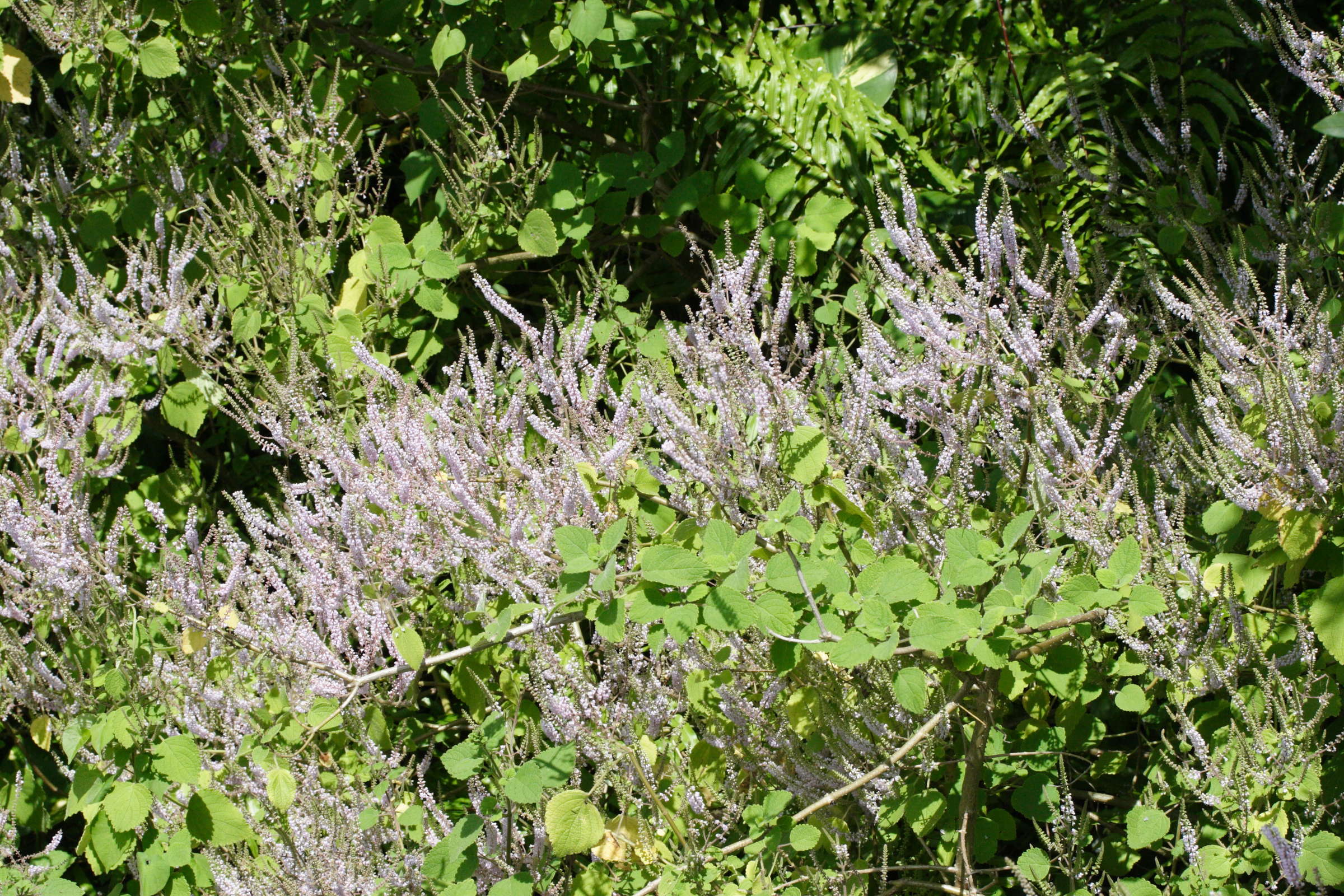 tetradenia_riparia1md