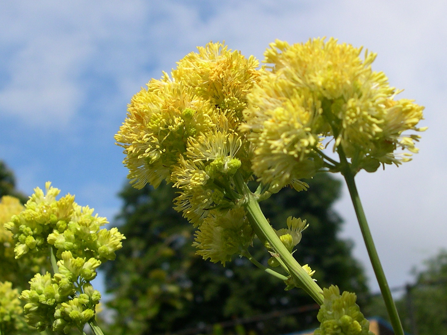 Afficher le média Thalictrum_flavum costae Thalictrum_flavum costae