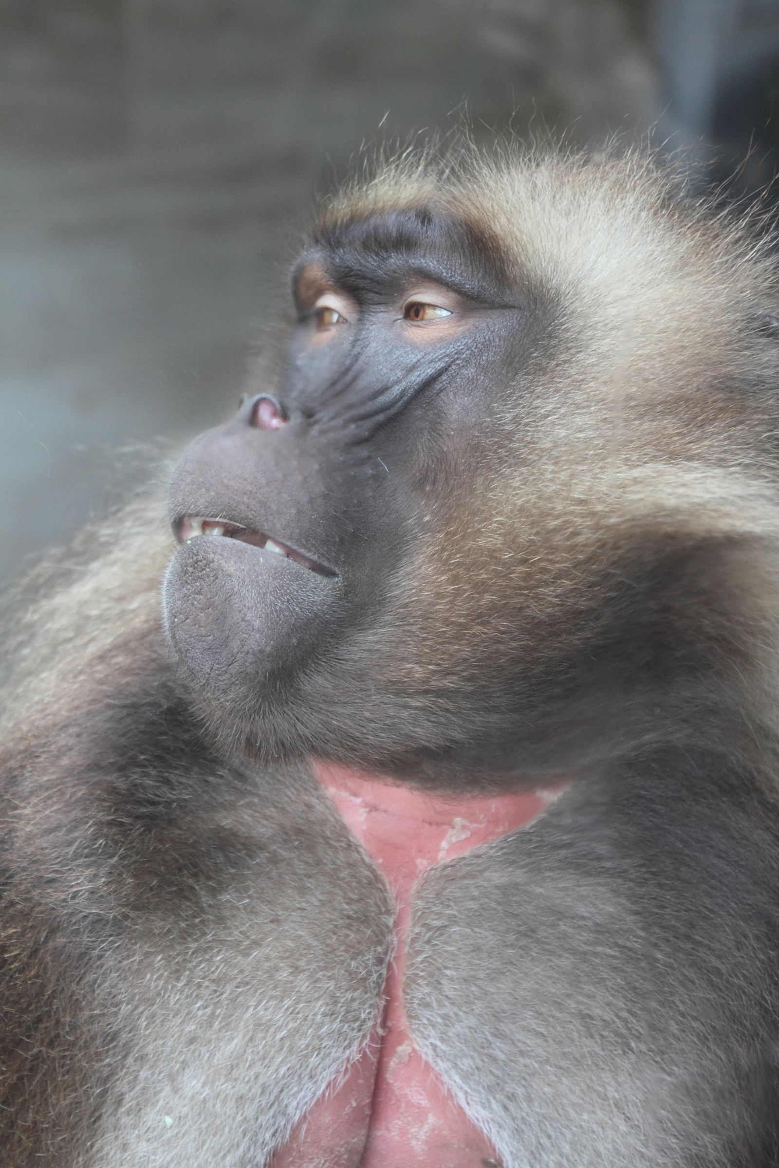 theropithecus_gelada6md