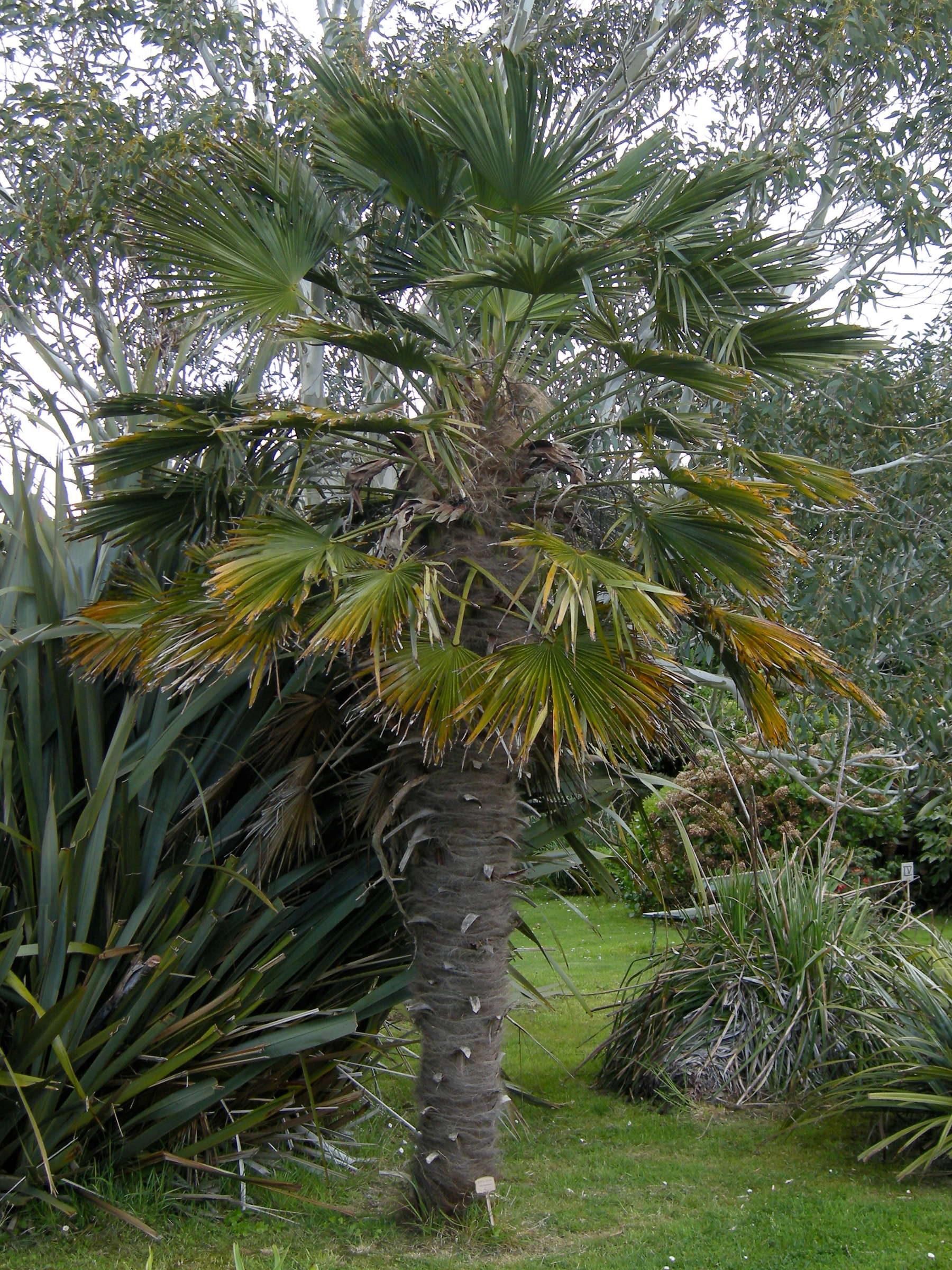 trachycarpus_wagneriana1md