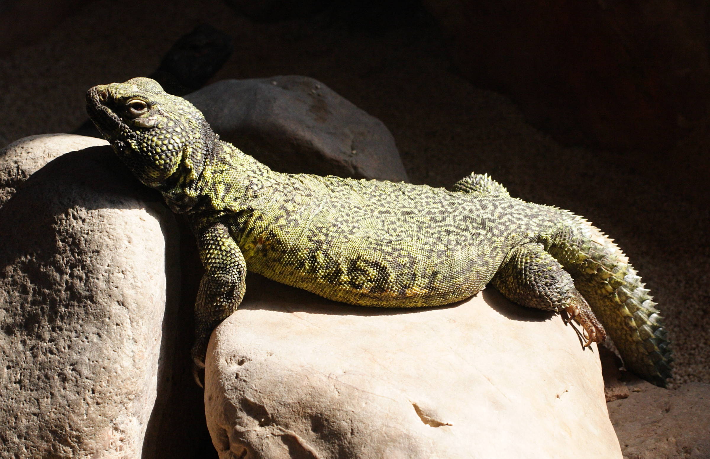 Afficher le média Uromastyx_acanthinura_nigriventris Uromastyx_acanthinura_nigriventris