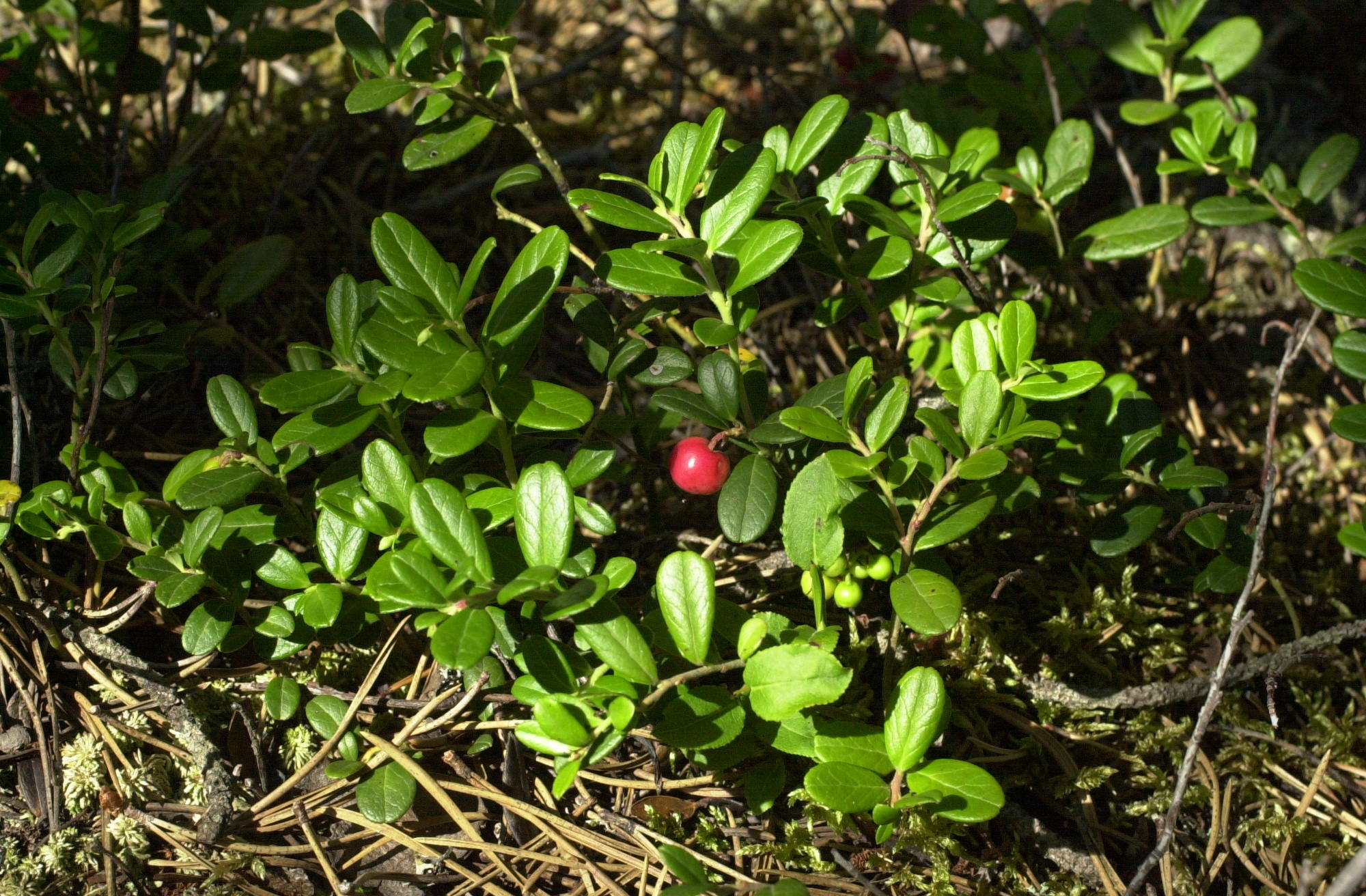 vaccinium_vitis-idaea1md