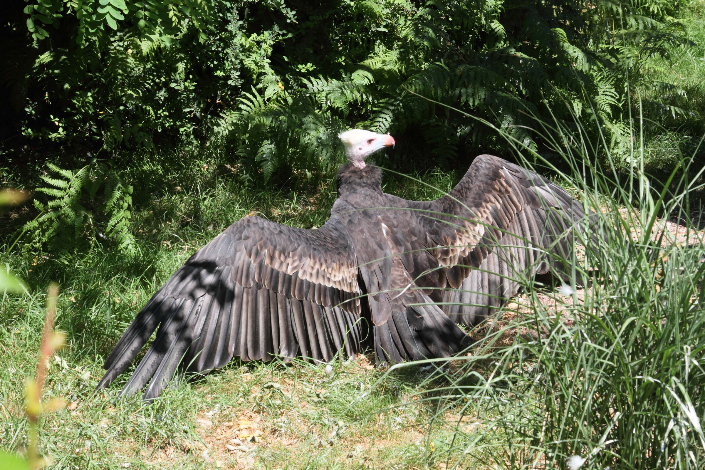 vautour_a_tete_blanche_-_trigonoceps_occipitalis1md