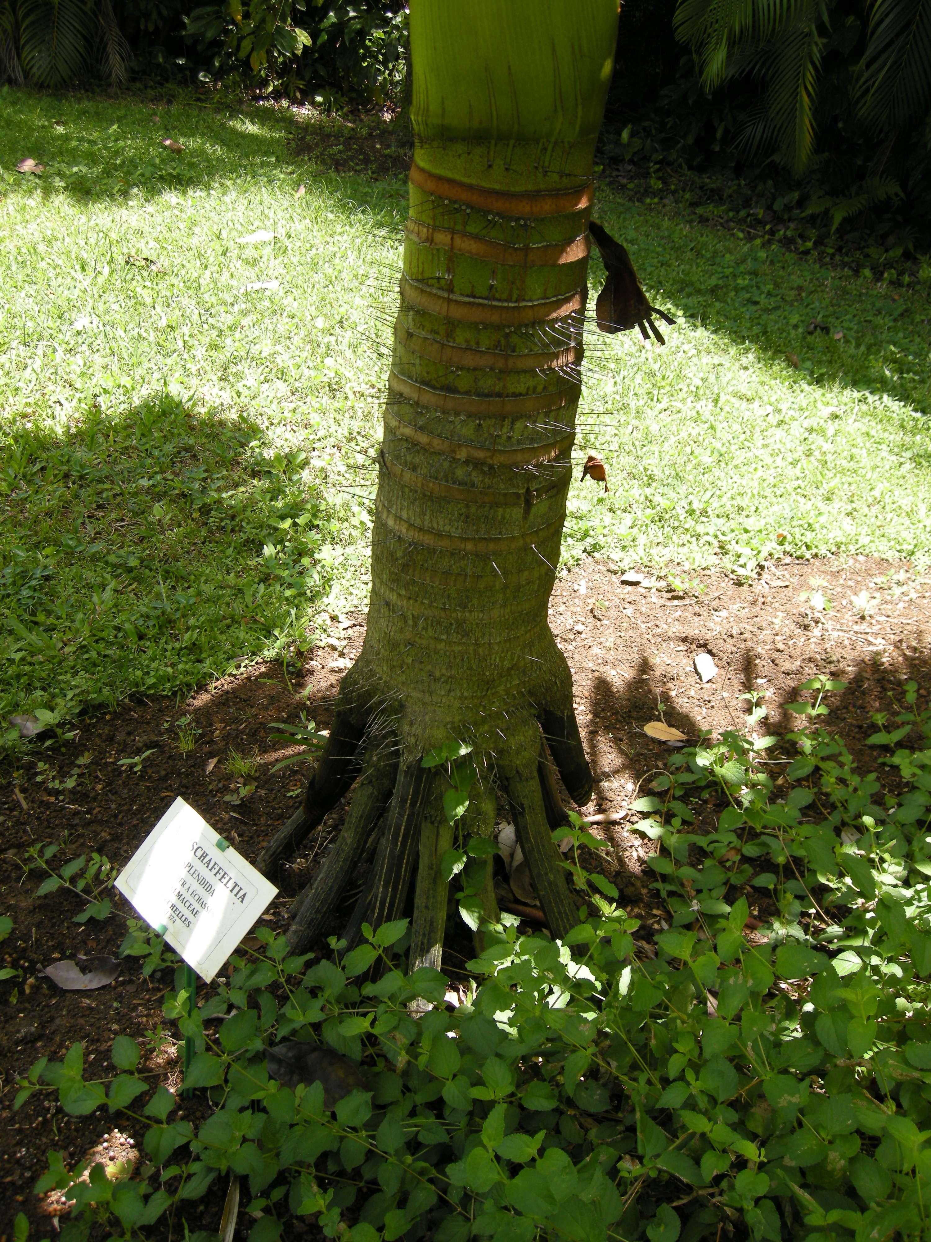 Verschaffeltia_splendida