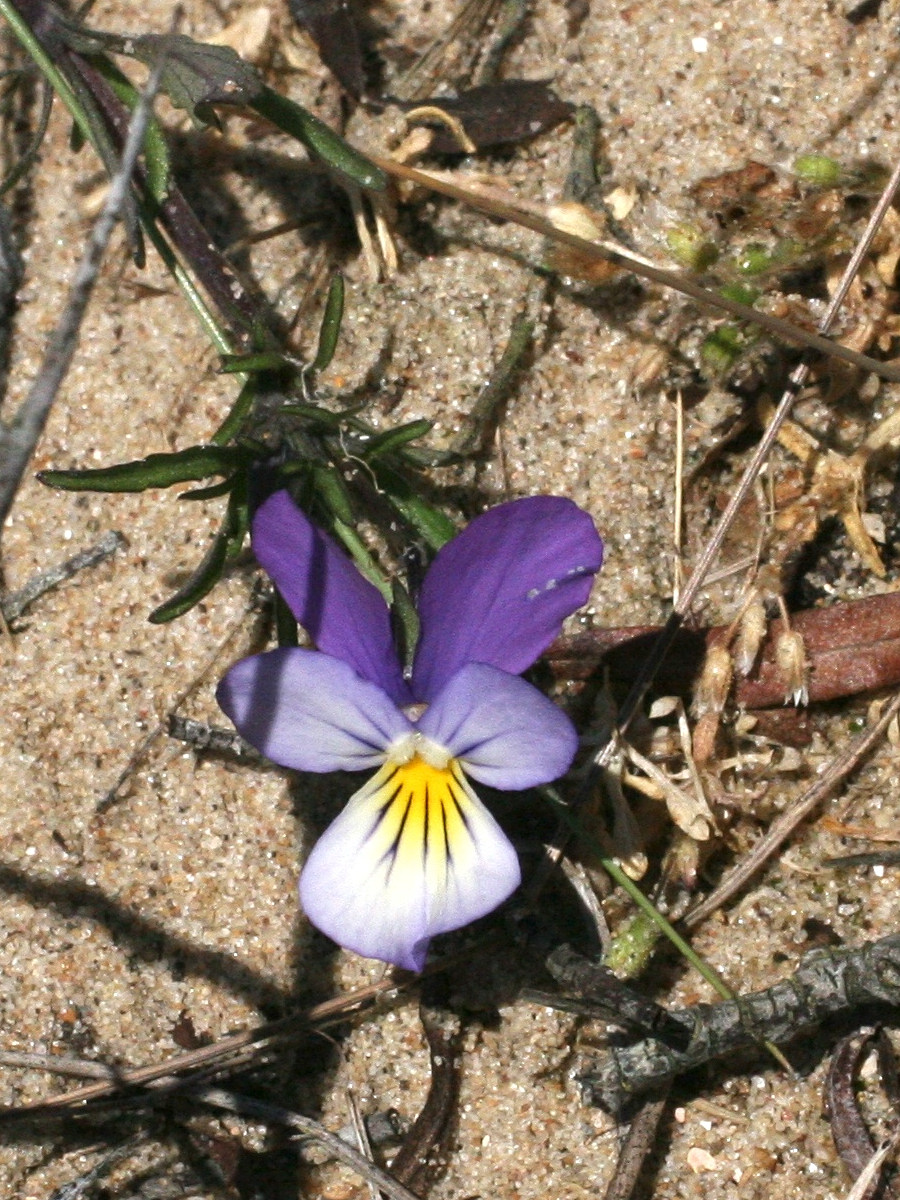 Viola_saxatilis ssp. curtisii