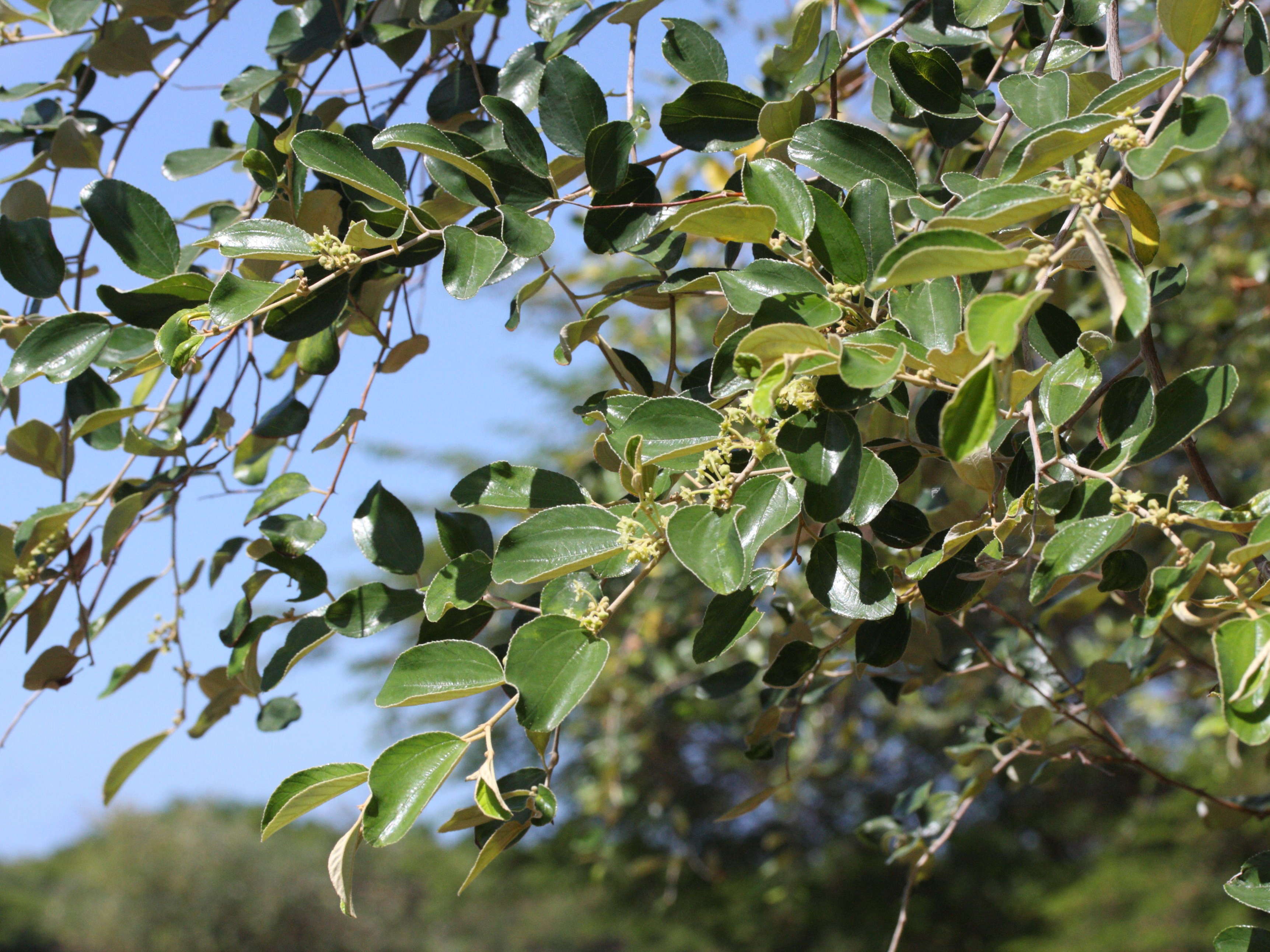 Afficher le média ziziphus_mauritiana2md ziziphus_mauritiana2md