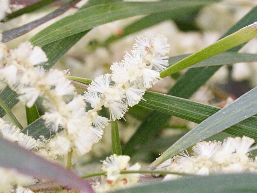acacia_floribunda2md