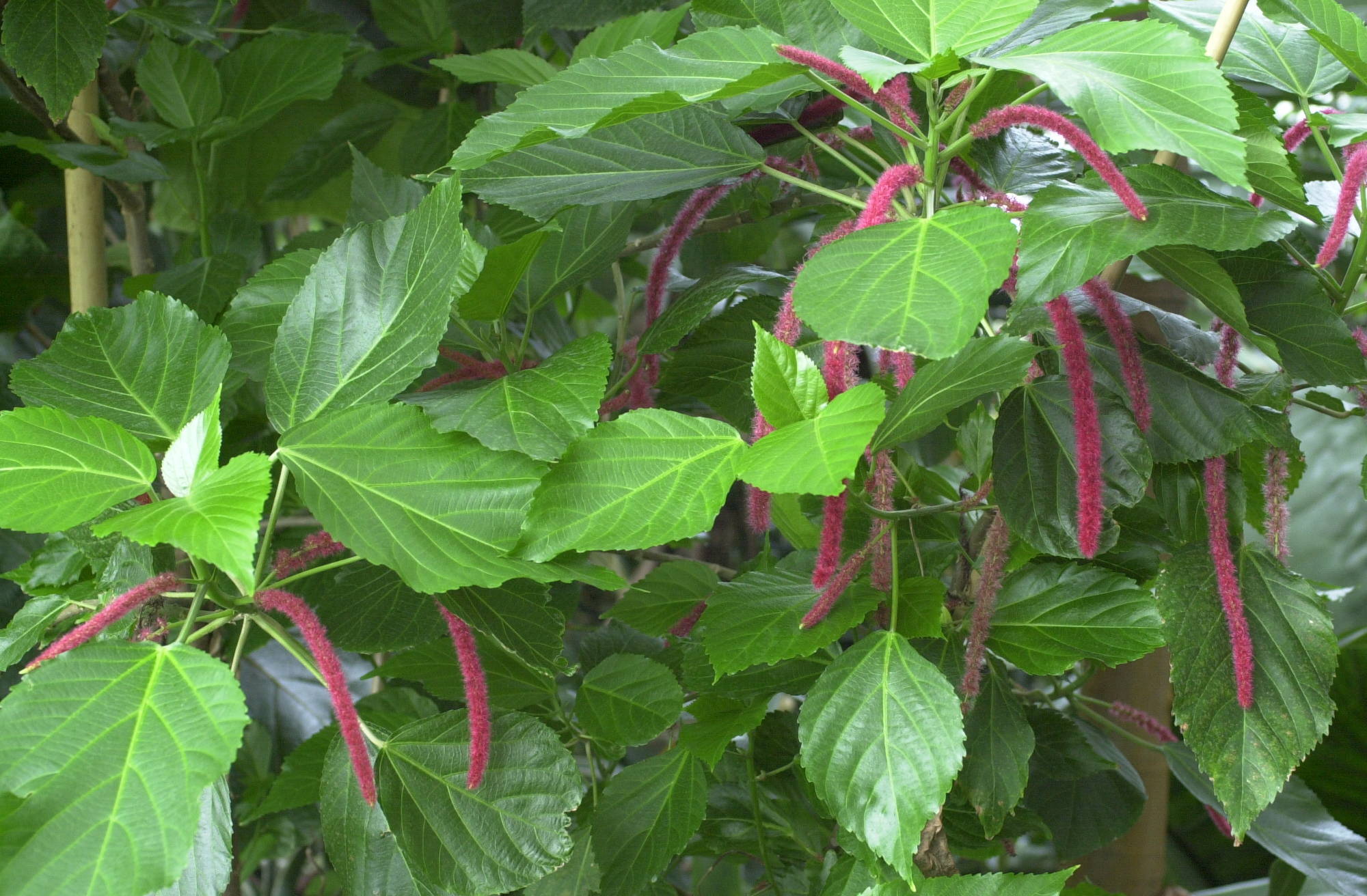 acalypha_hispida1amd