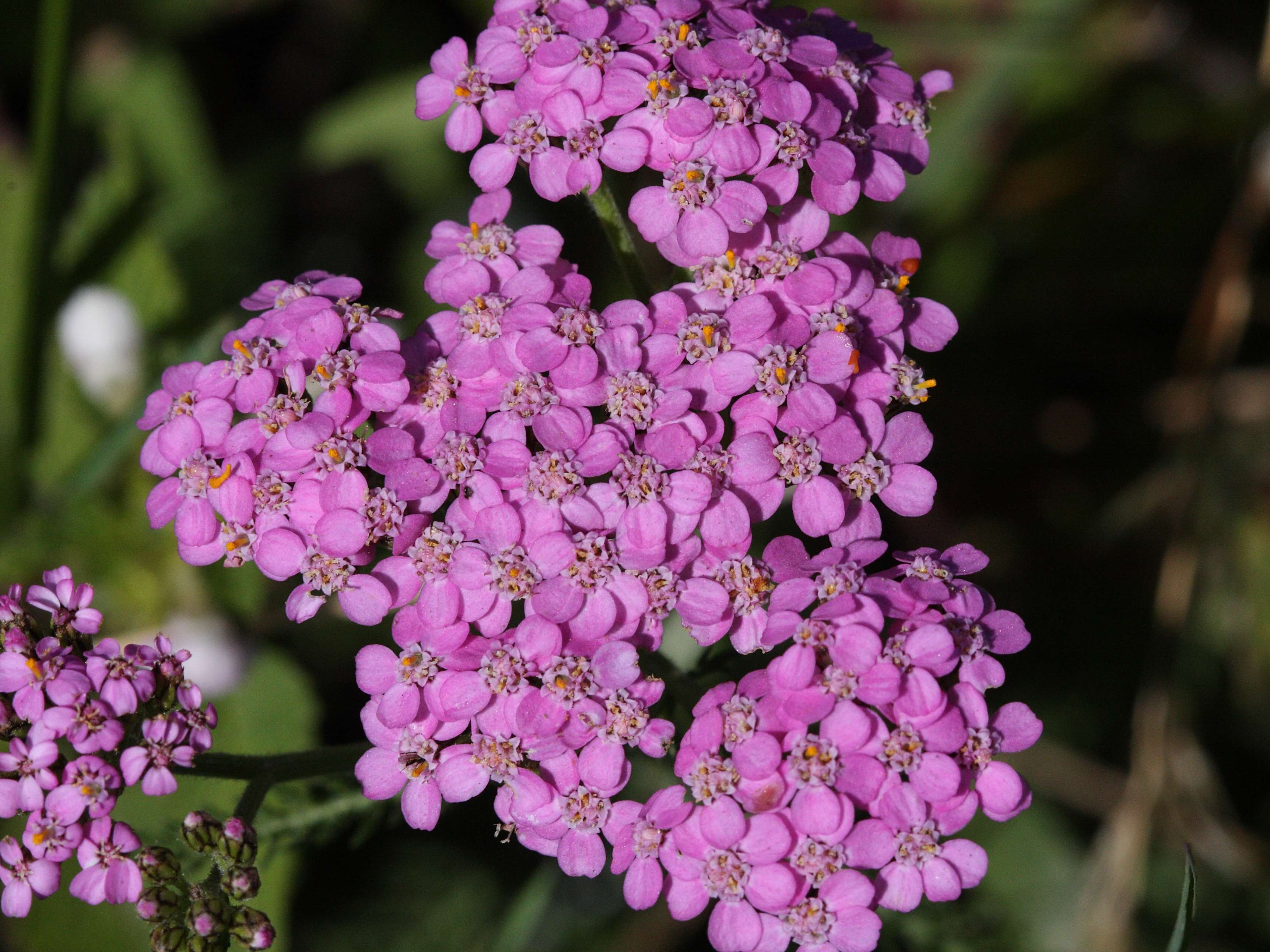 achillea_millefolium4md
