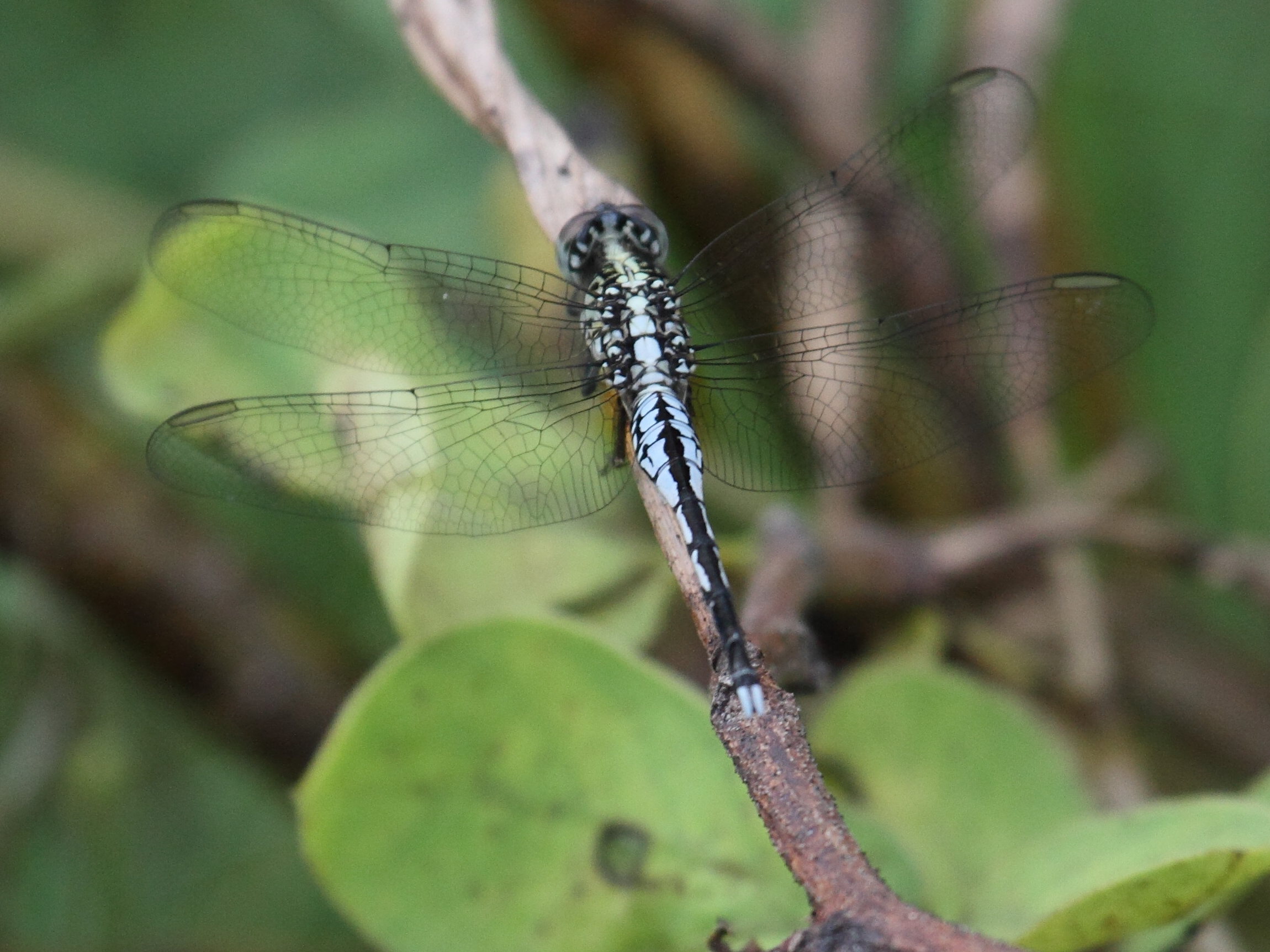 acisoma_panorpoides_ascalaphoides2bd
