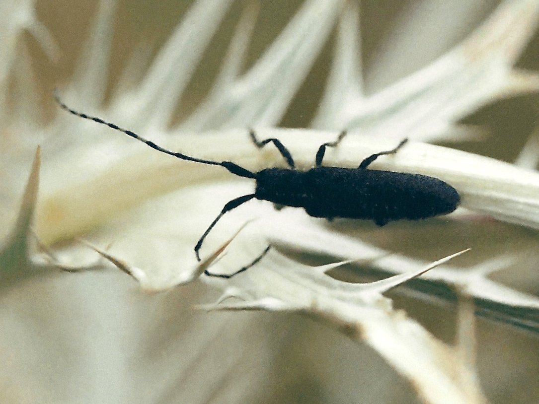 agapanthia_violacea2md