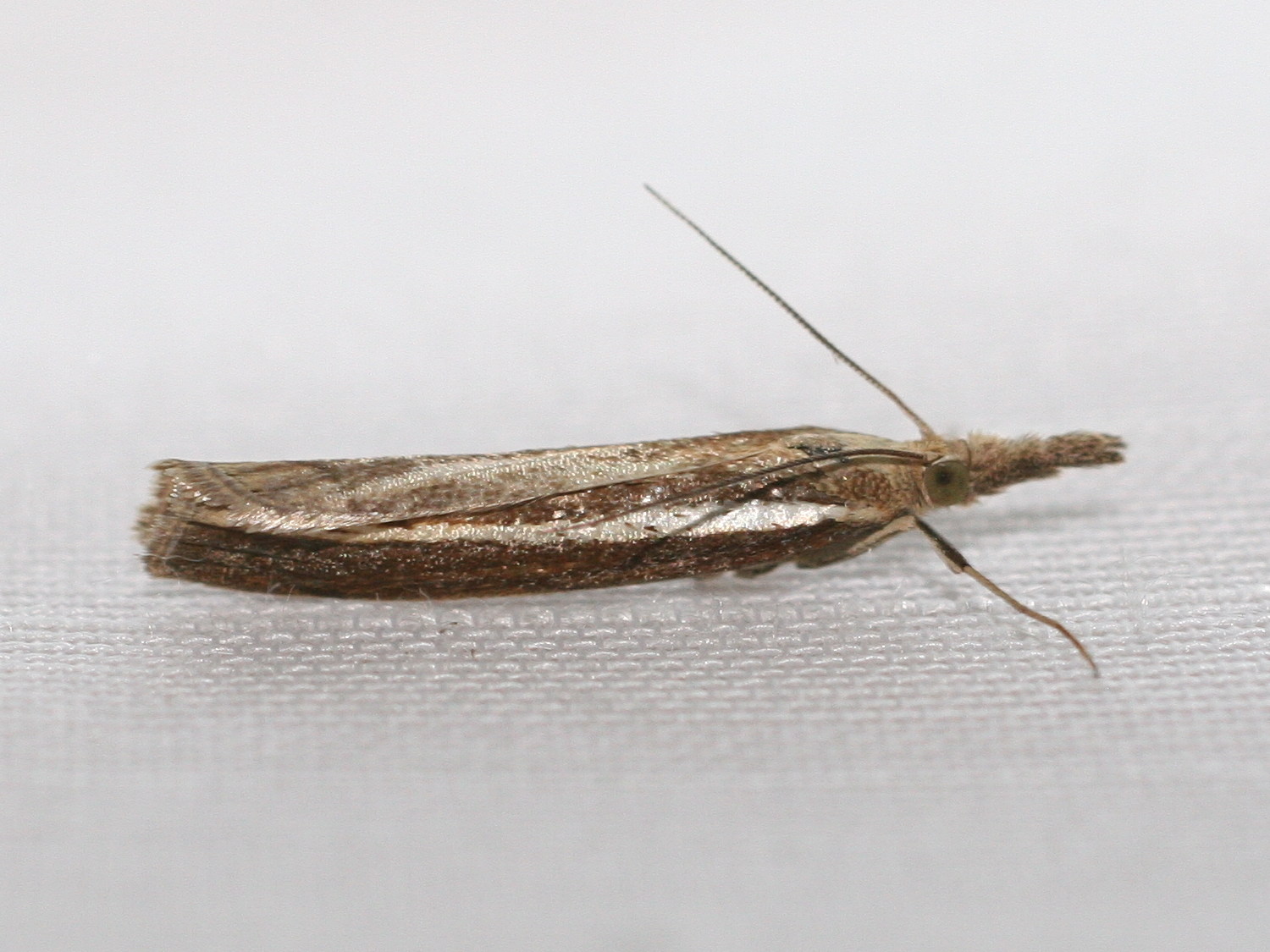 agriphila_tristella3bd