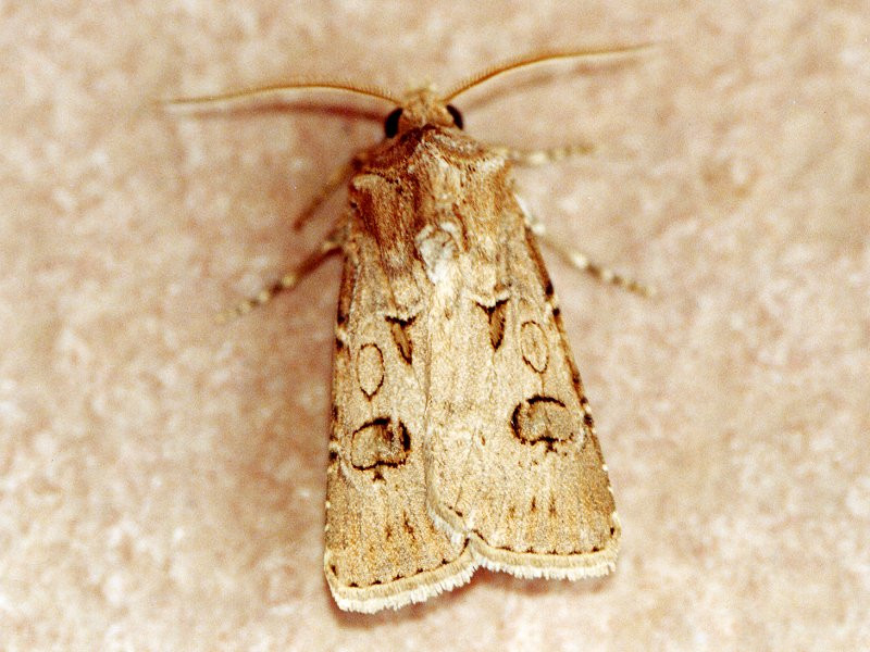 agrotis_segetum1amd