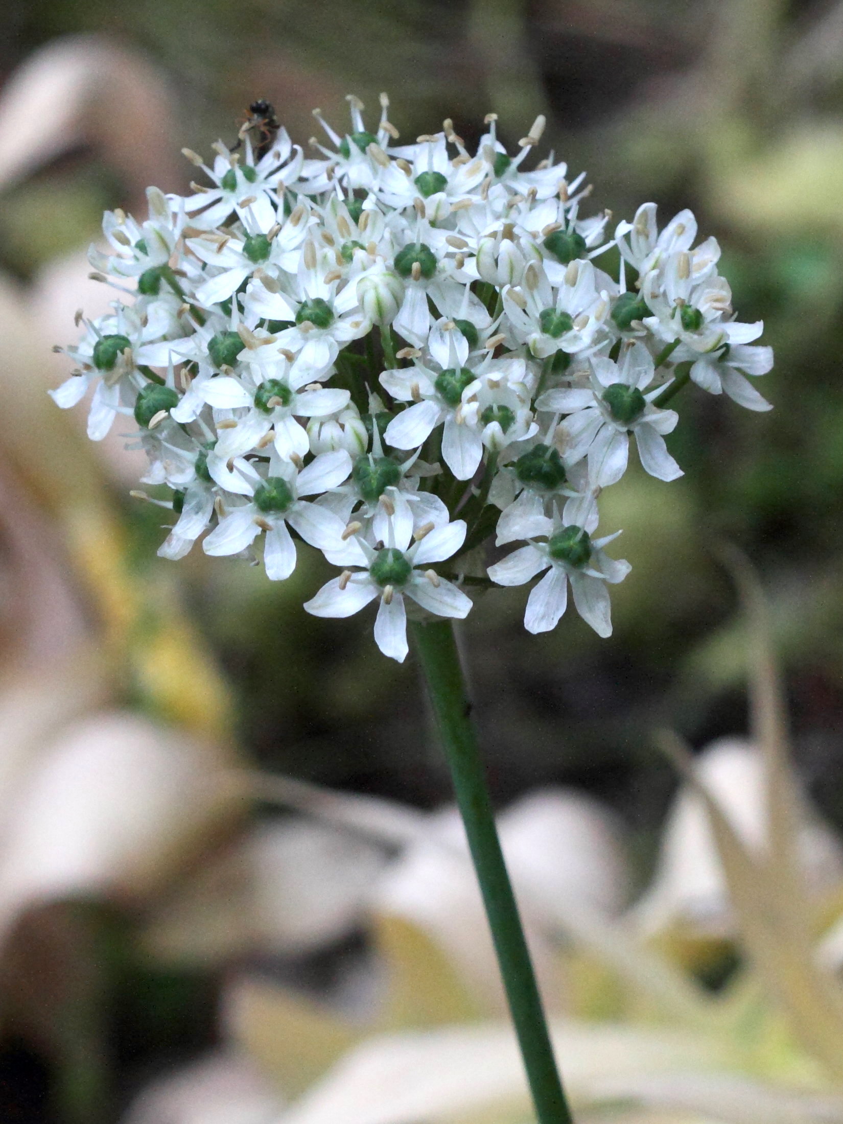 allium_nigrum1md