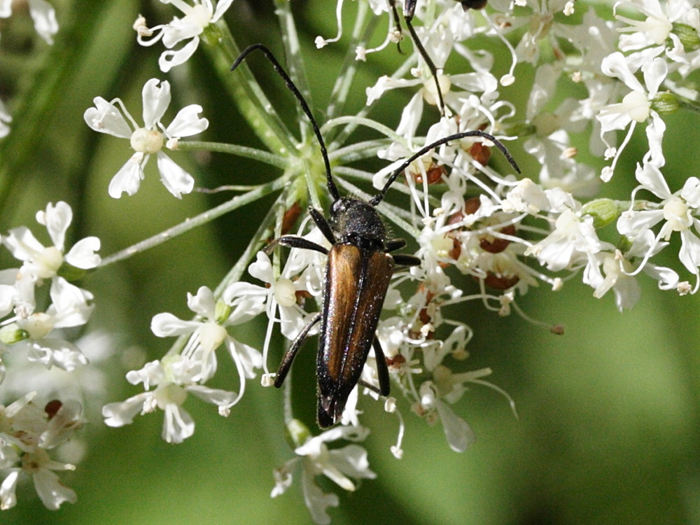 anastrangalia_sanguinolenta2md