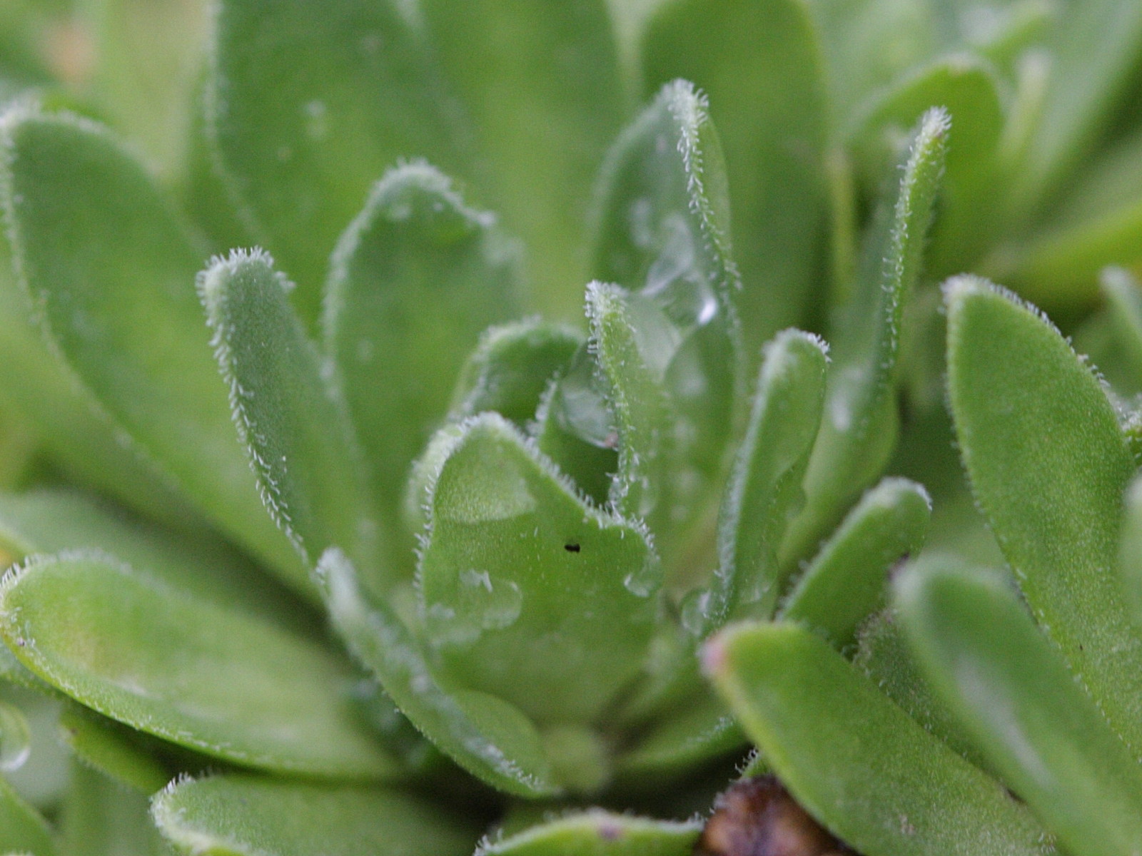 androsace_ciliata2bd