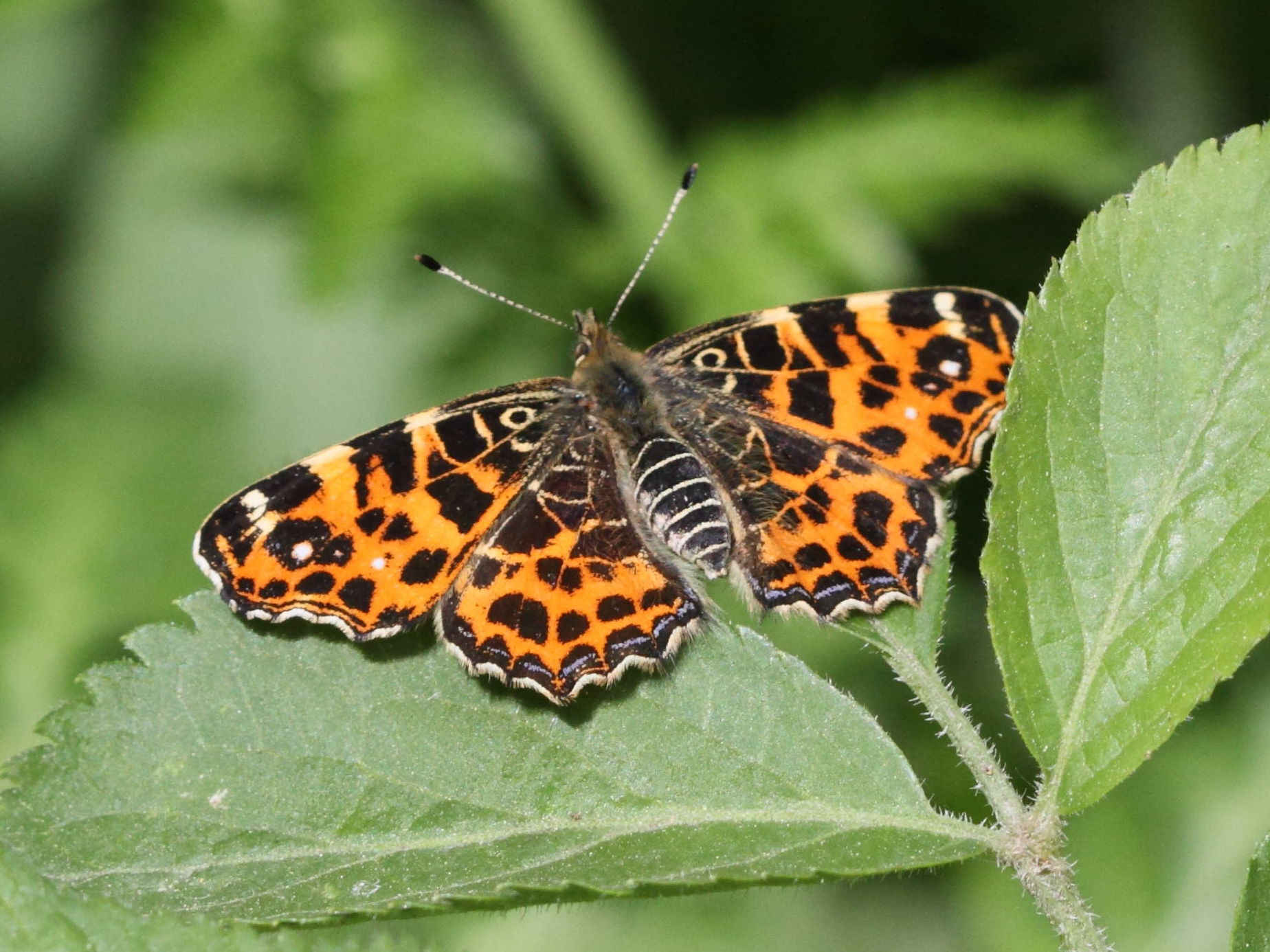 araschnia_levana_levana1bd