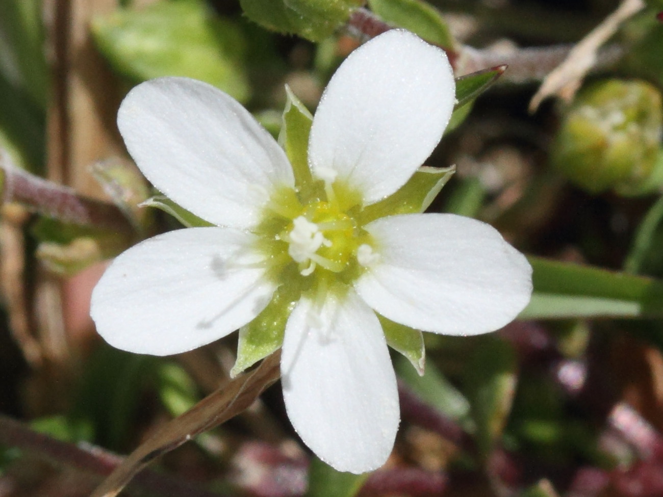 Afficher le média arenaria_multicaulis4md arenaria_multicaulis4md