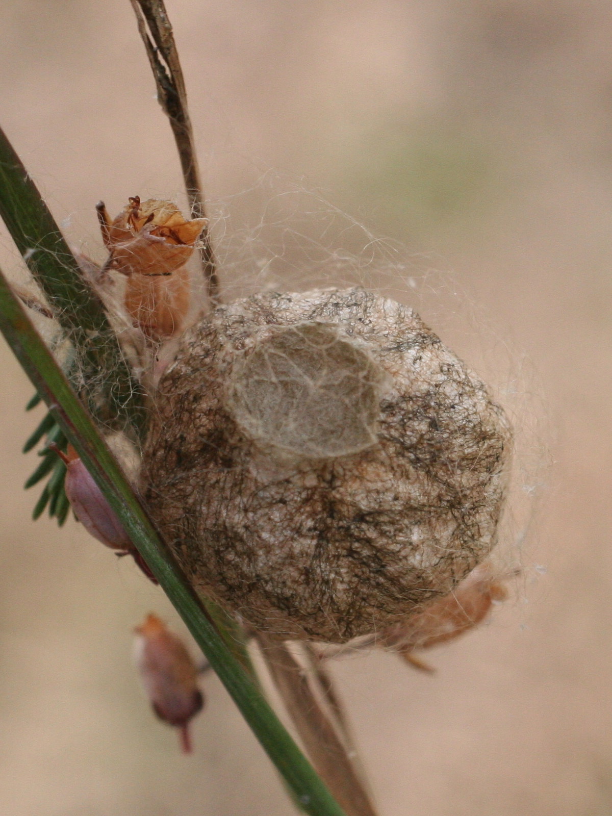 Afficher le média argiope_bruennichi_cocon2md argiope_bruennichi_cocon2md